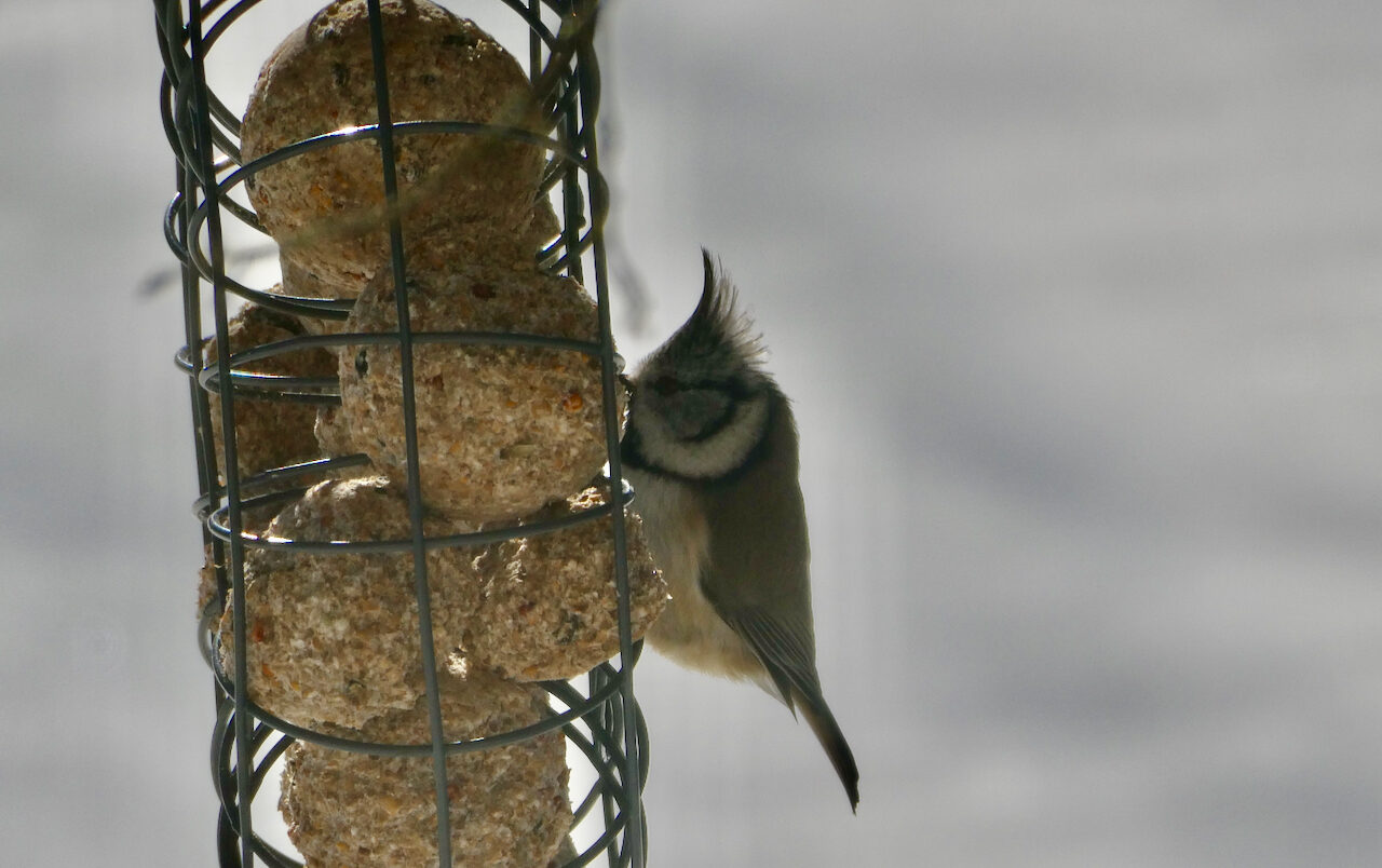 Valokuvaaja: Liisa Niiva-Korpela