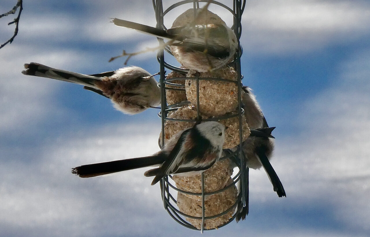 Valokuvaaja: Liisa Niiva-Korpela