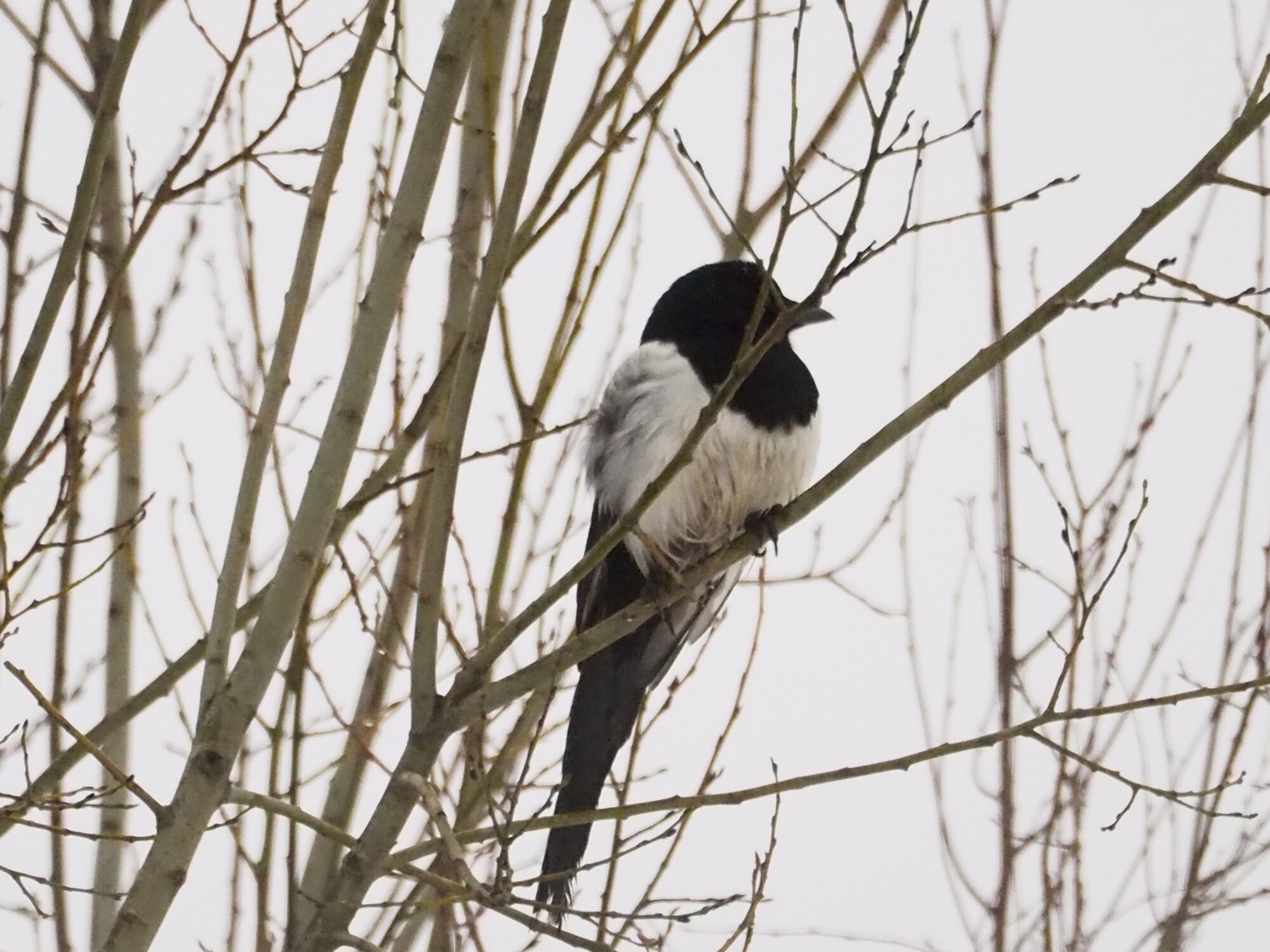 Valokuvaaja: Martti Valtonen