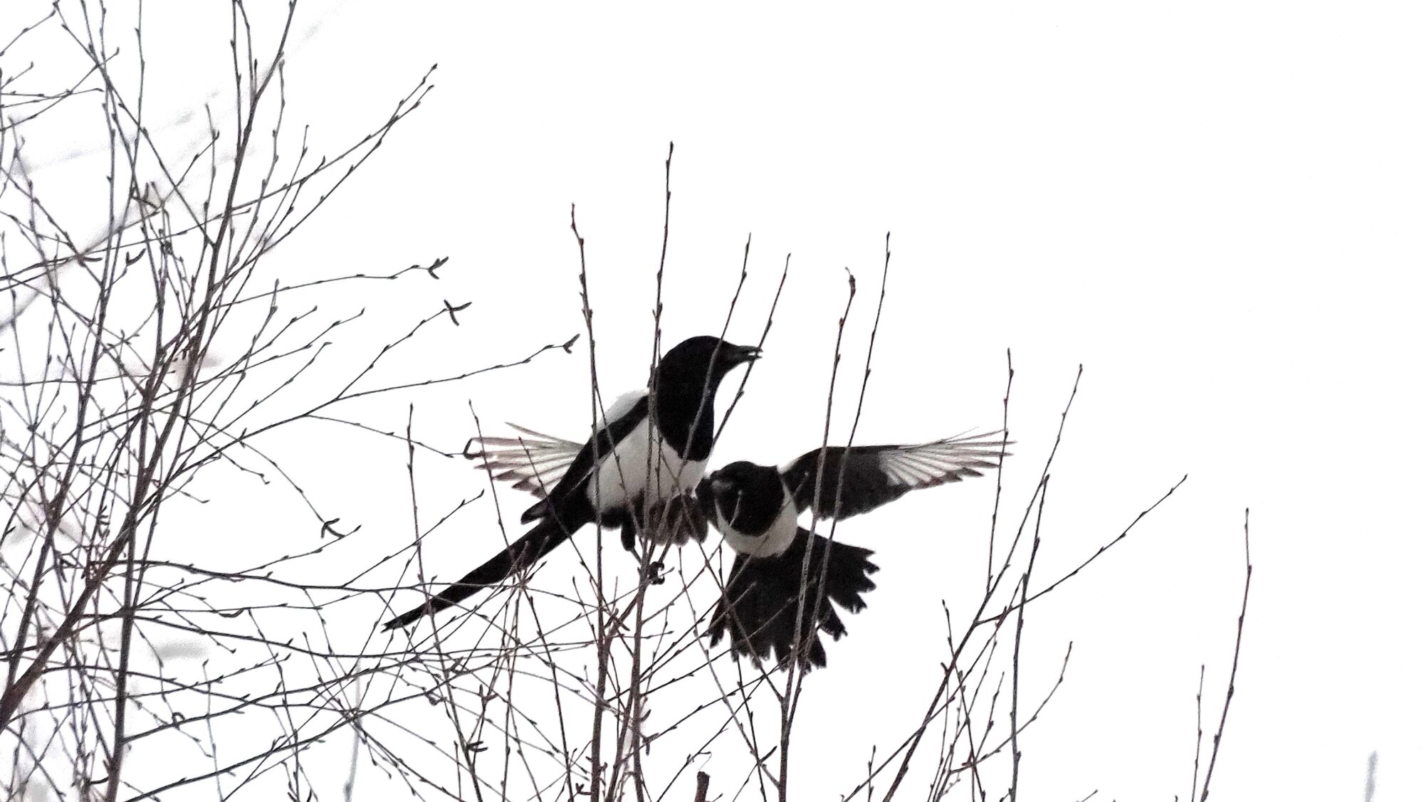 Valokuvaaja: Arja Valtonen