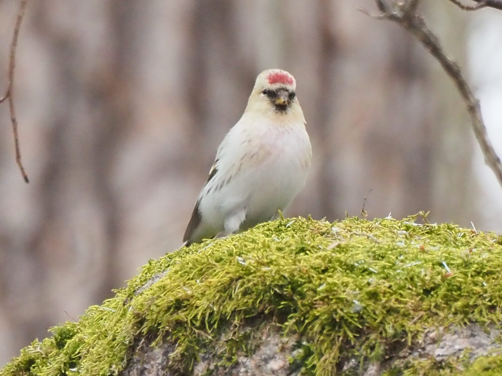 Valokuvaaja: Martti Valtonen