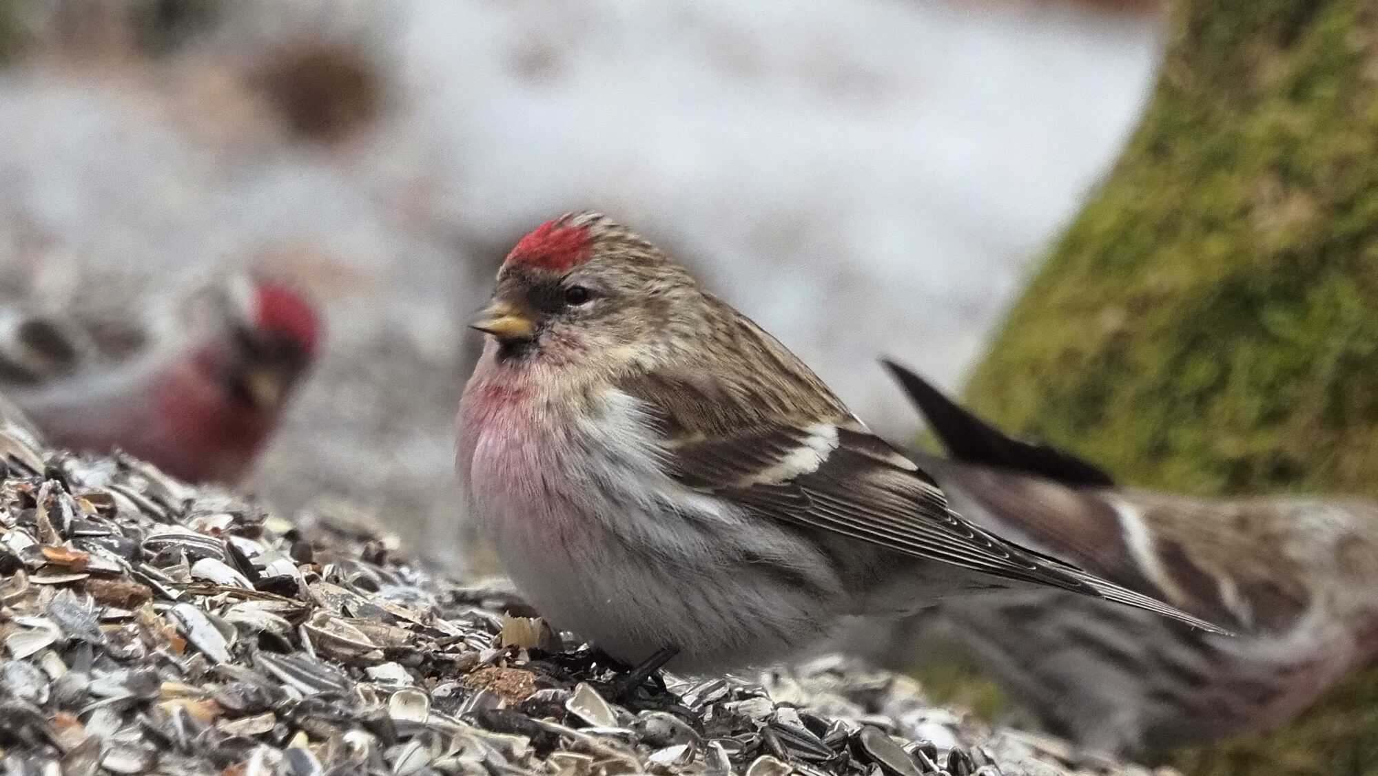Valokuvaaja: Arja Valtonen