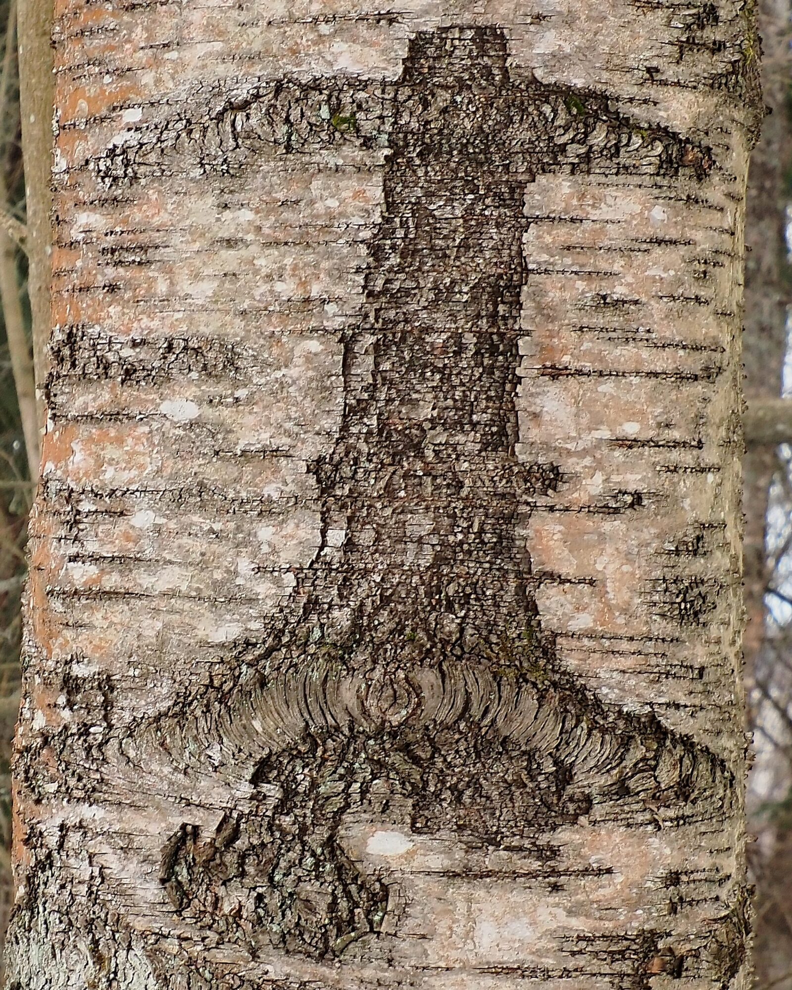 Valokuvaaja: Arja Valtonen