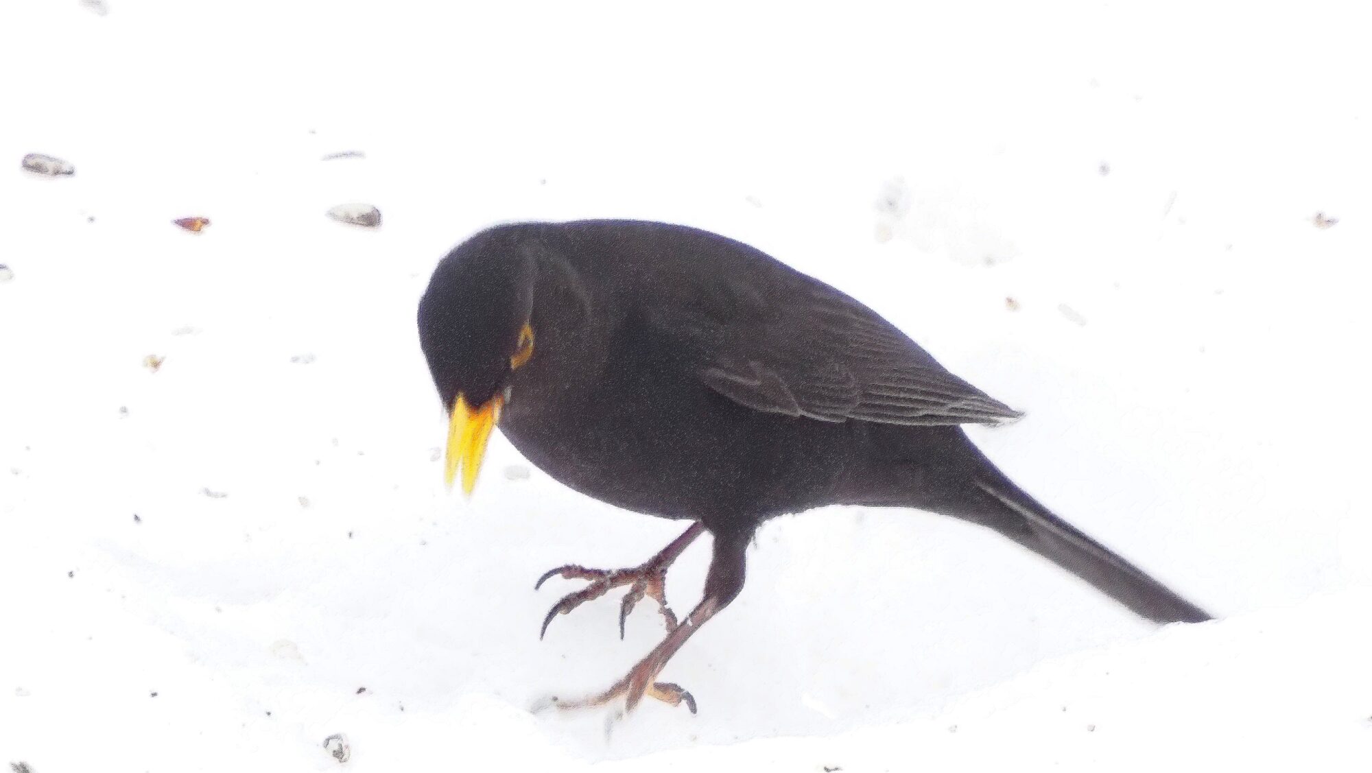 Valokuvaaja: Arja Valtonen Valokuvaaja: Arja Valtonen