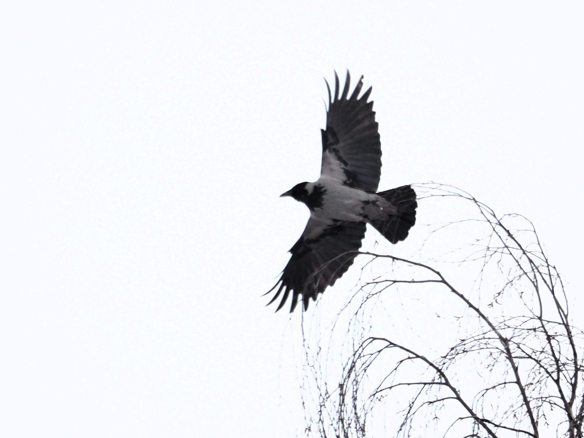 Valokuvaaja: Martti Valtonen Valokuvaaja: Martti Valtonen