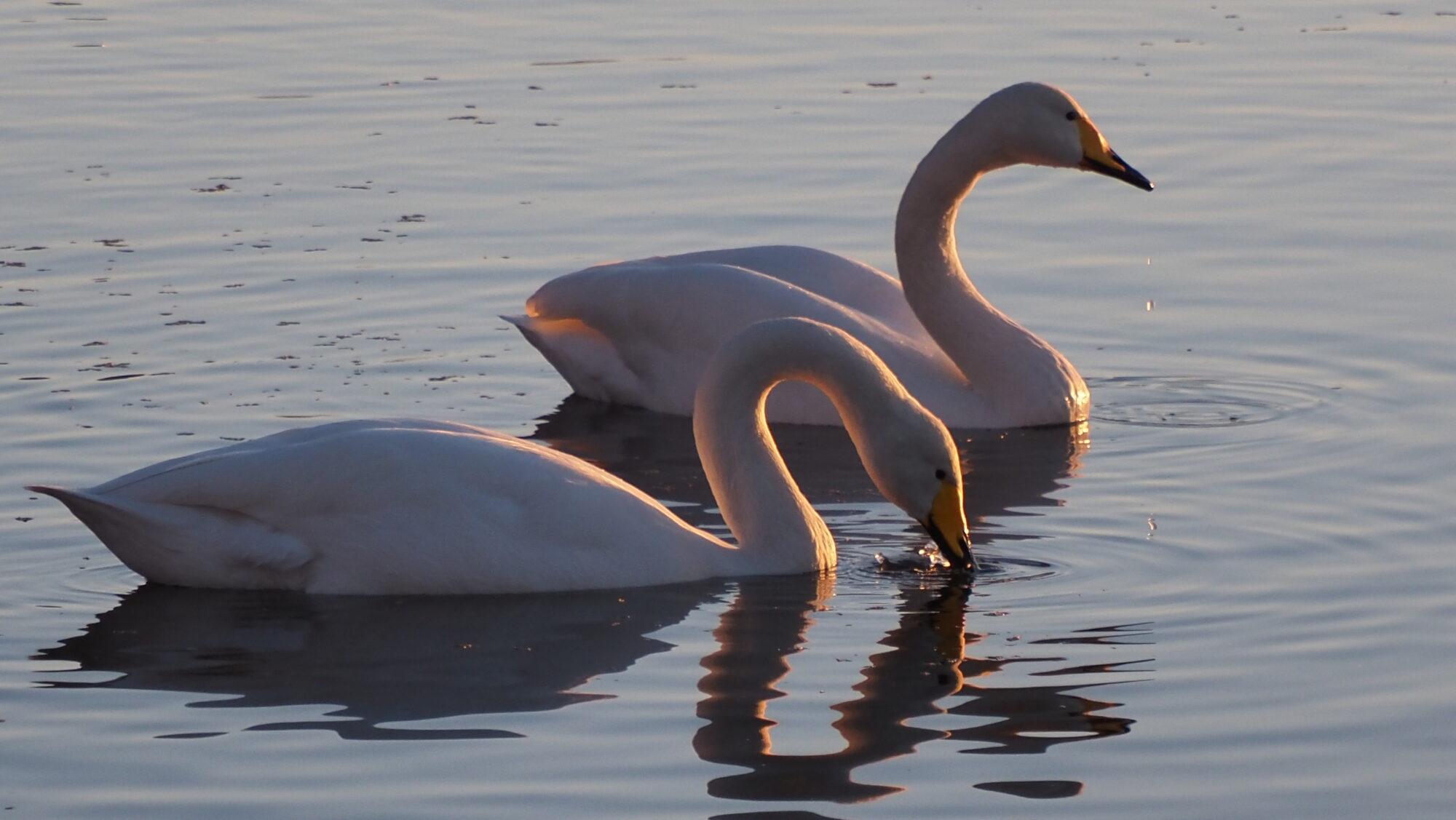 Valokuvaaja: Arja Valtonen