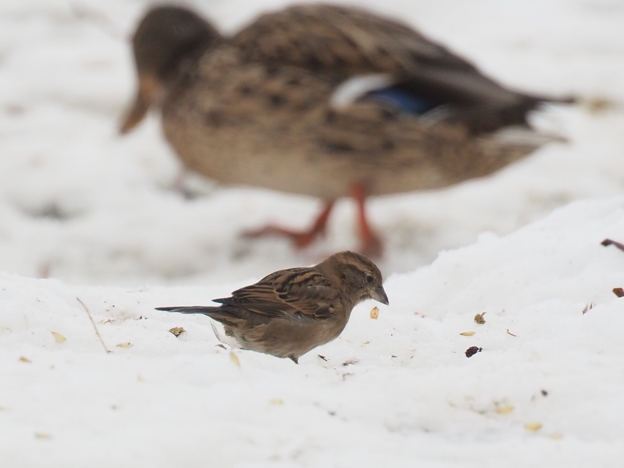 Valokuvaaja: Martti Valtonen