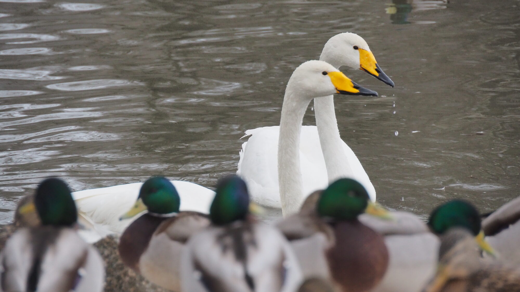 Valokuvaaja: Martti Valtonen