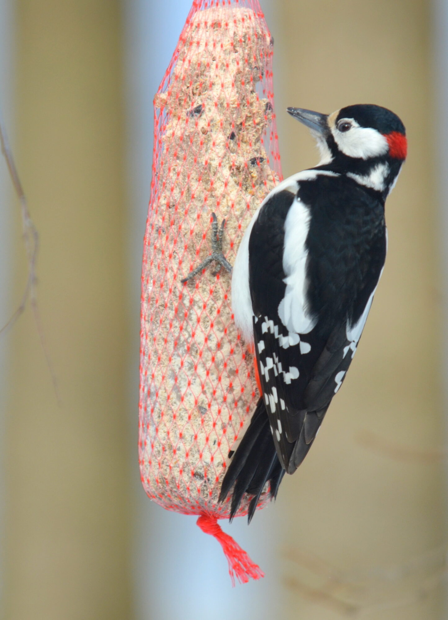 Valokuvaaja: Kaarlo Asikainen Valokuvaaja: Kaarlo Asikainen