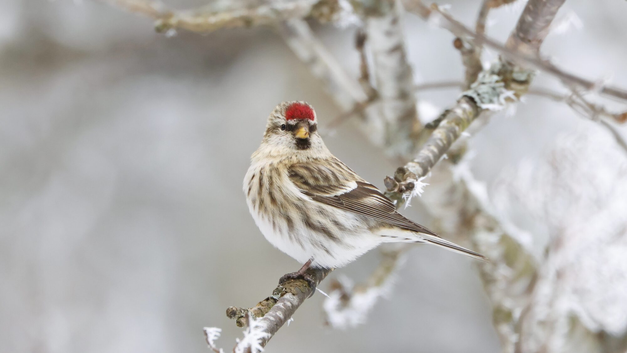 Valokuvaaja: TOMMI KUJALA