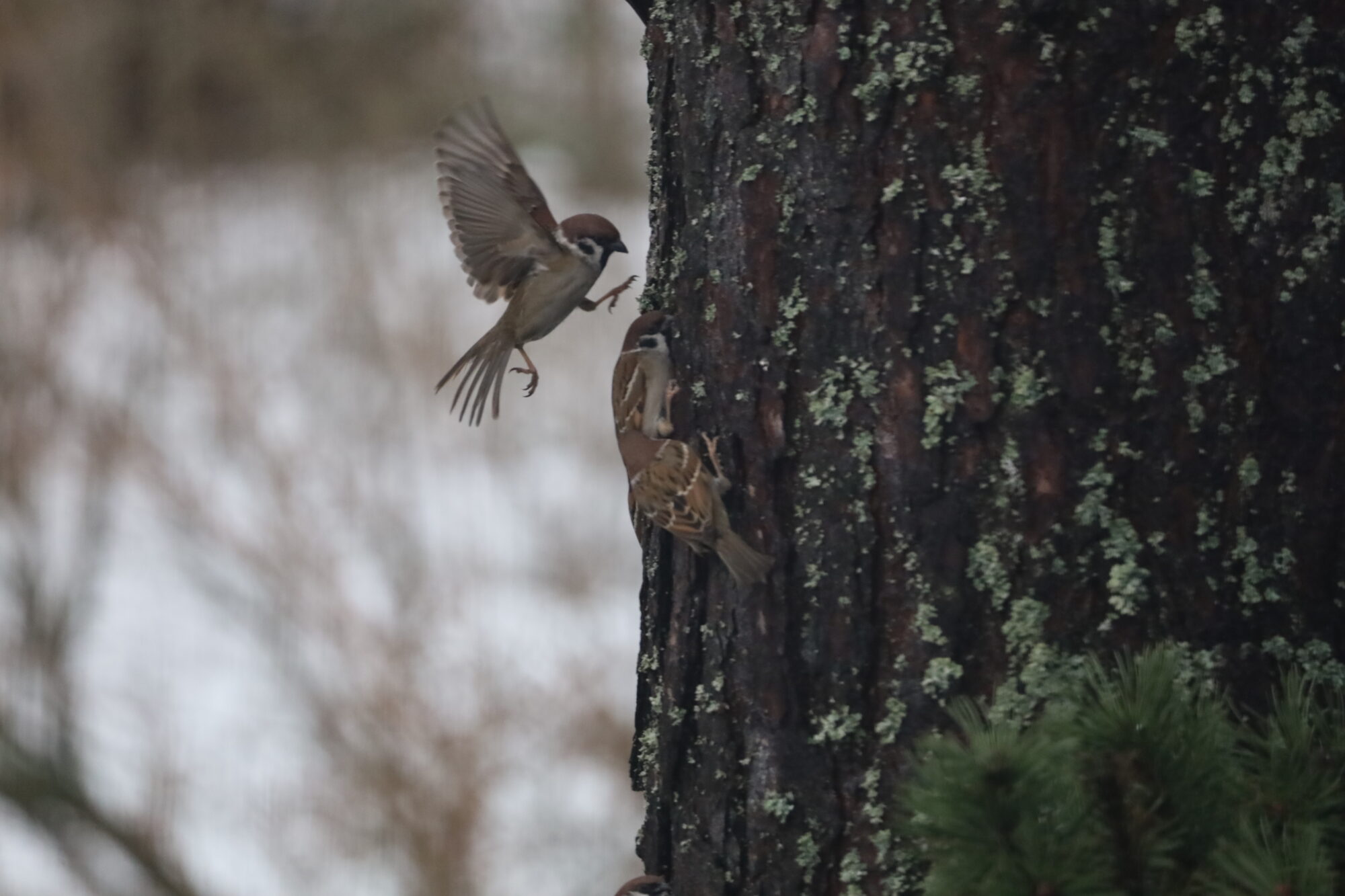Valokuvaaja: Armi Järvinen