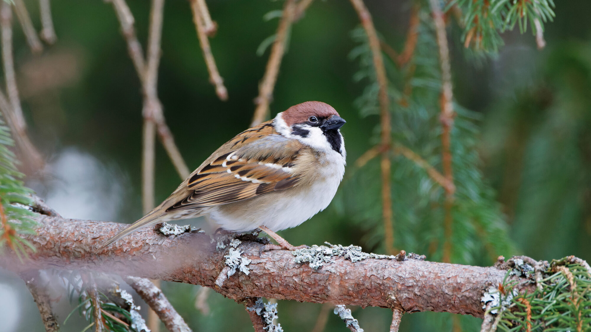 Valokuvaaja: TOMMI KUJALA