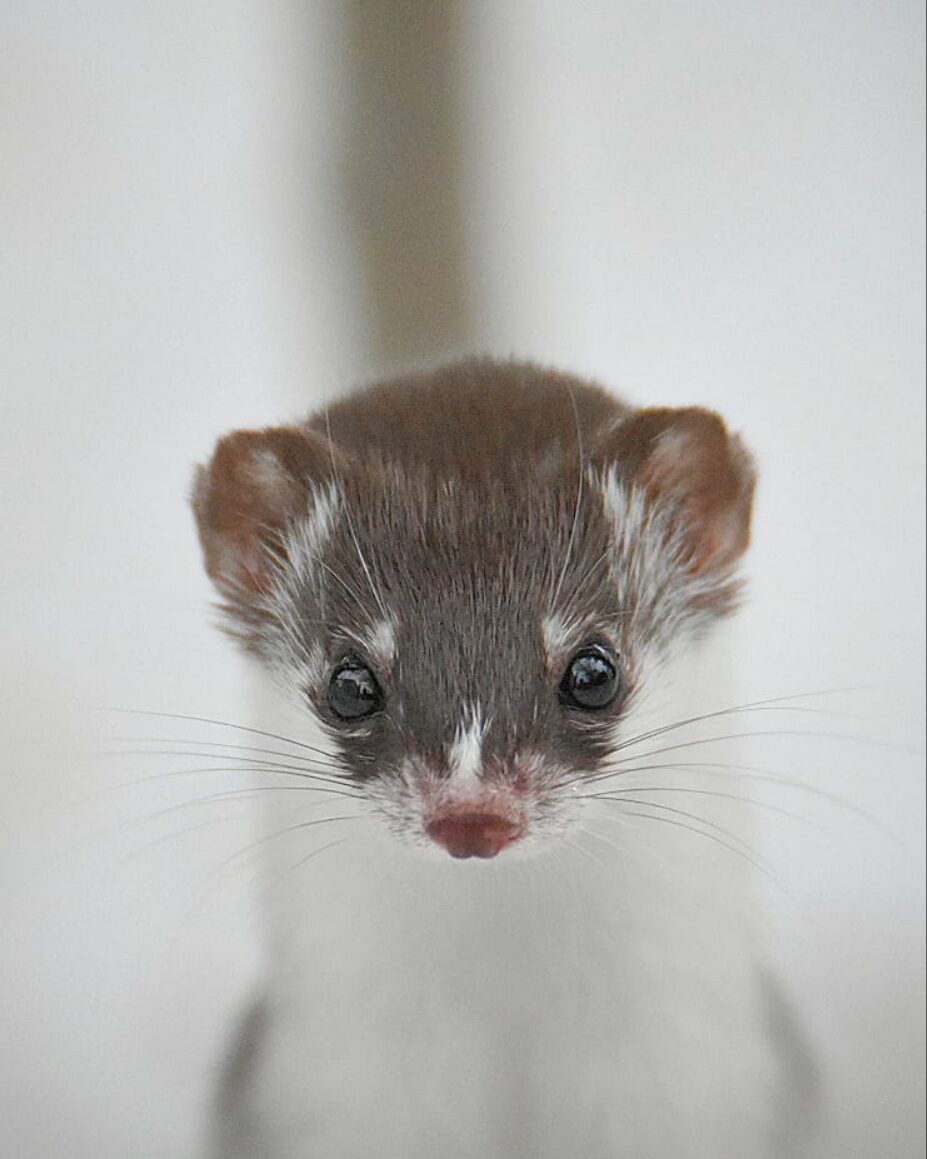 Valokuvaaja: @eraopa_s_wildlife_photography / Olli Inkinen