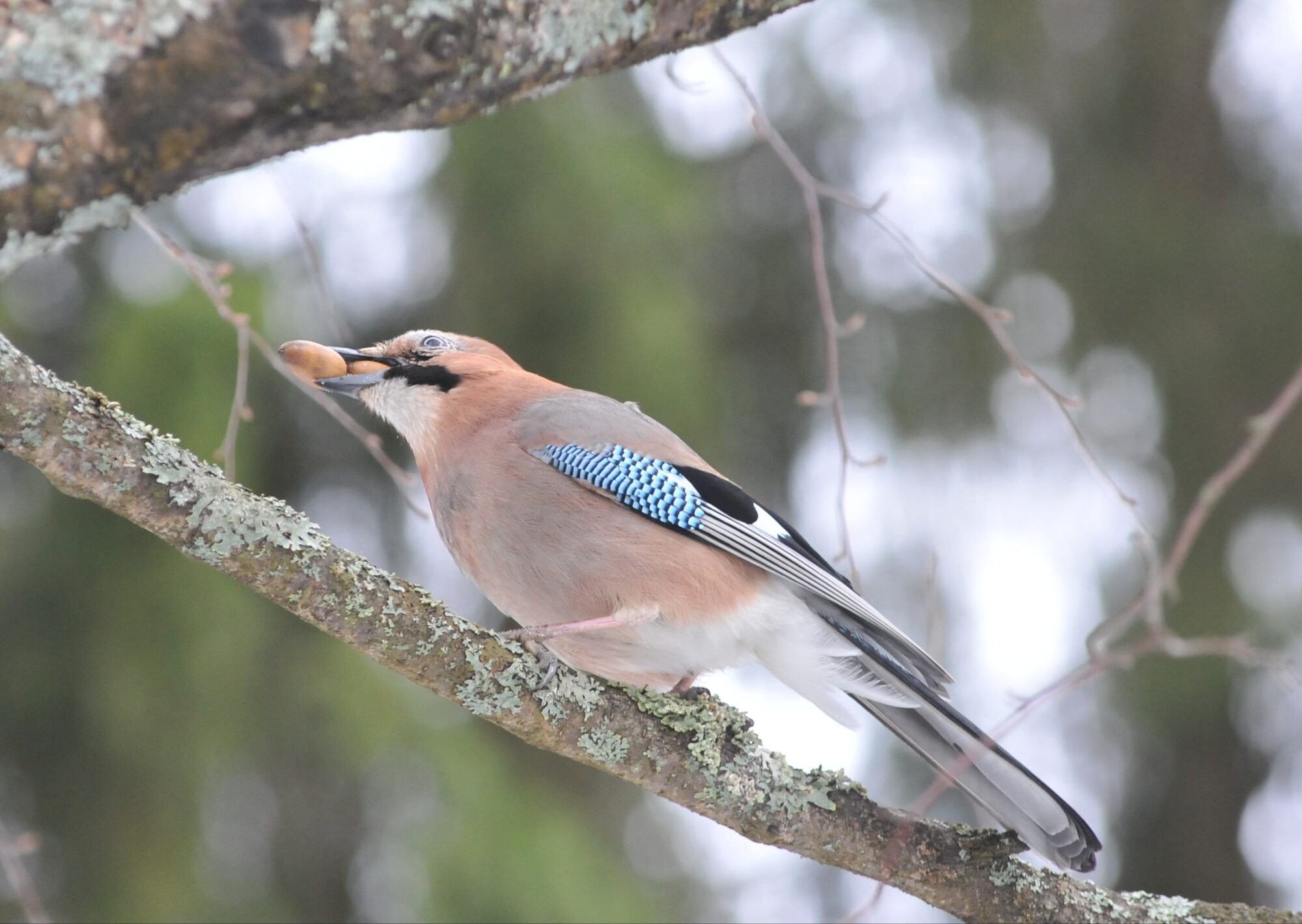 Valokuvaaja: Kaarlo Asikainen