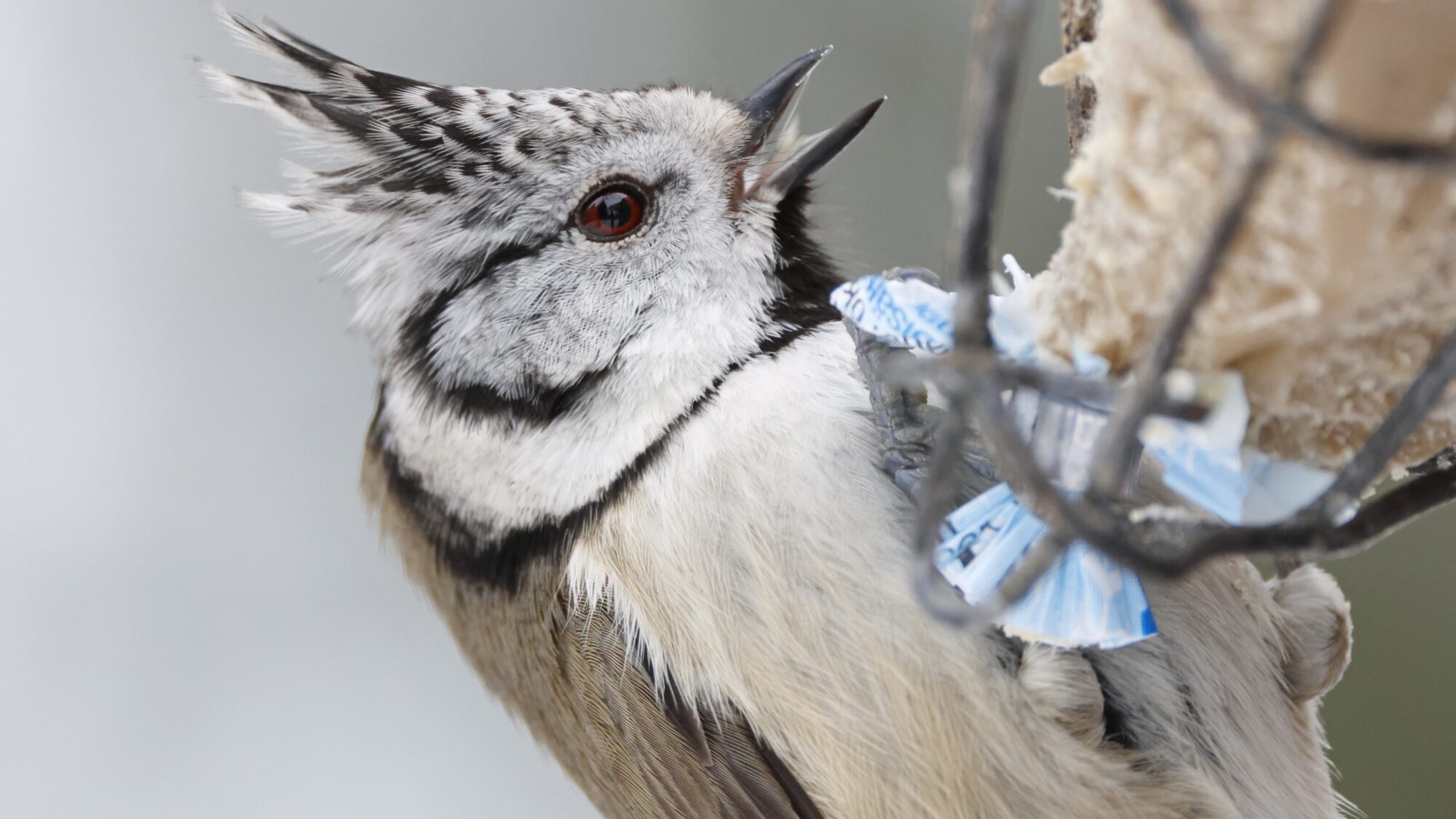 Valokuvaaja: TOMMI KUJALA