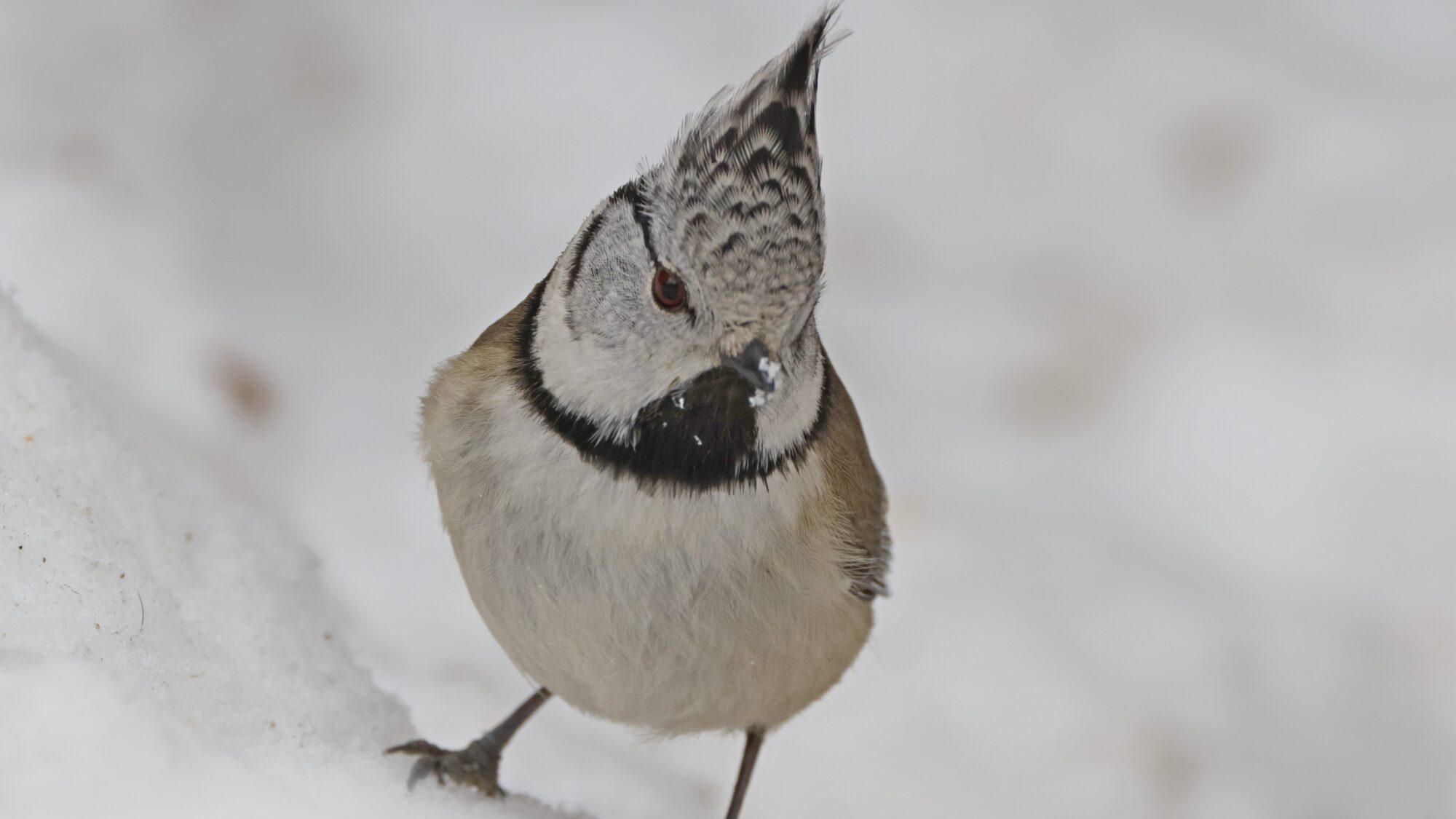 Valokuvaaja: TOMMI KUJALA