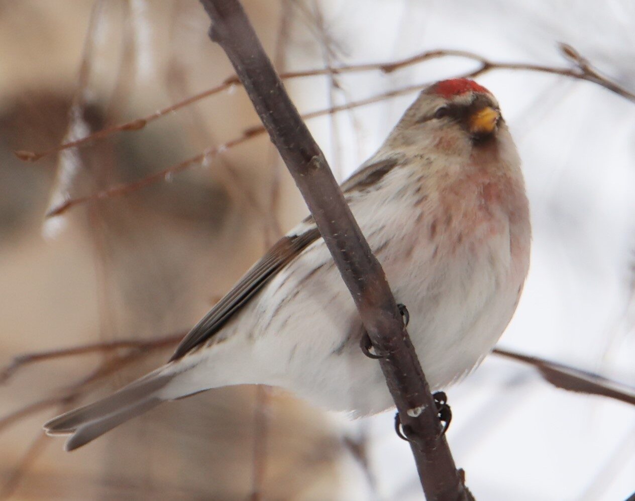 Valokuvaaja: Kaarina Heiskanen