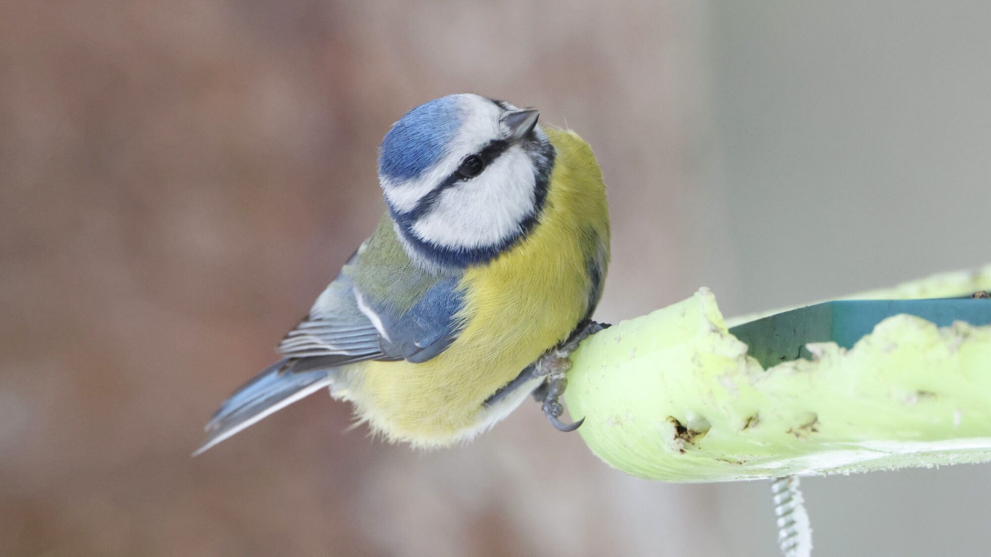 Valokuvaaja: TOMMI KUJALA
