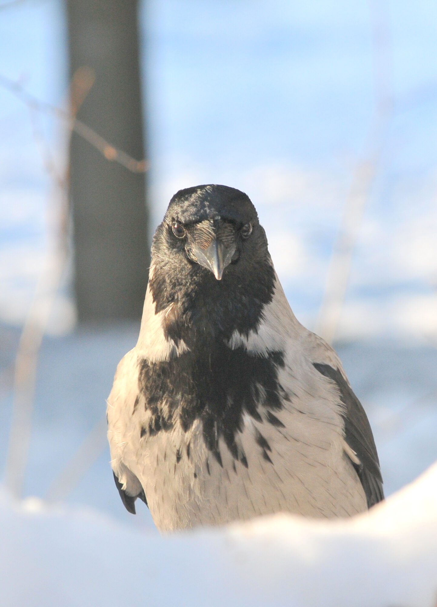 Valokuvaaja: Kaarlo Asikainen