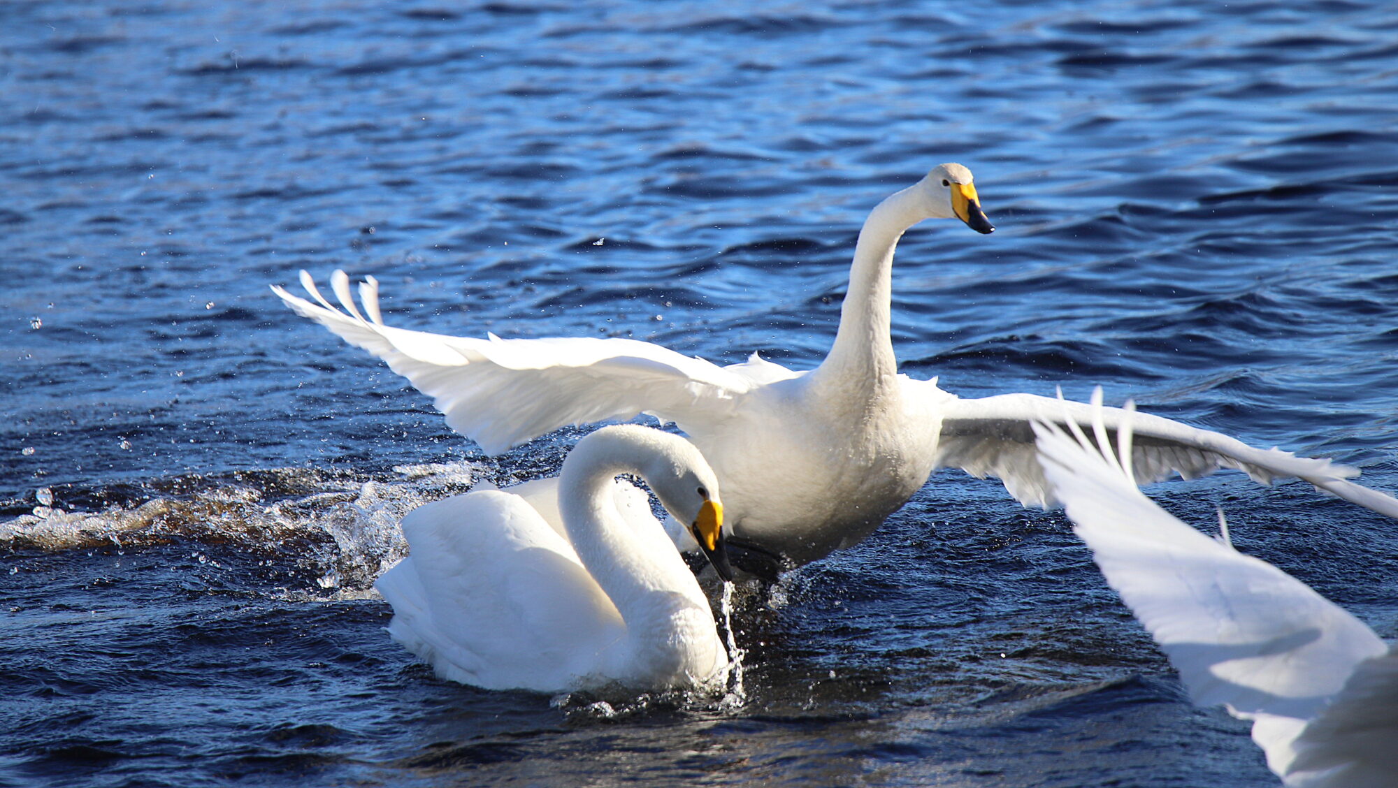 Valokuvaaja: sirpa Jyske
