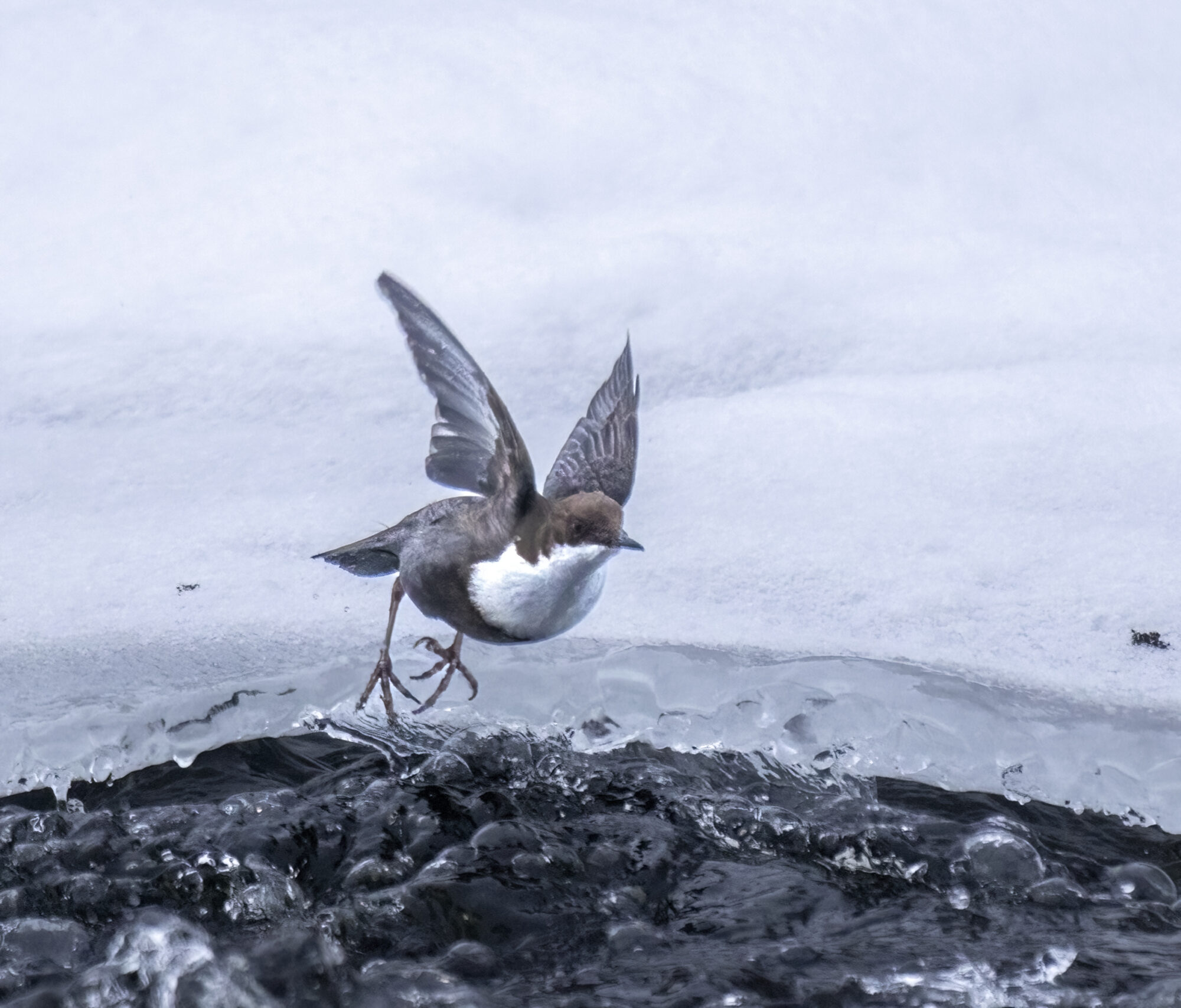 Valokuvaaja: Hannu Tikkanen