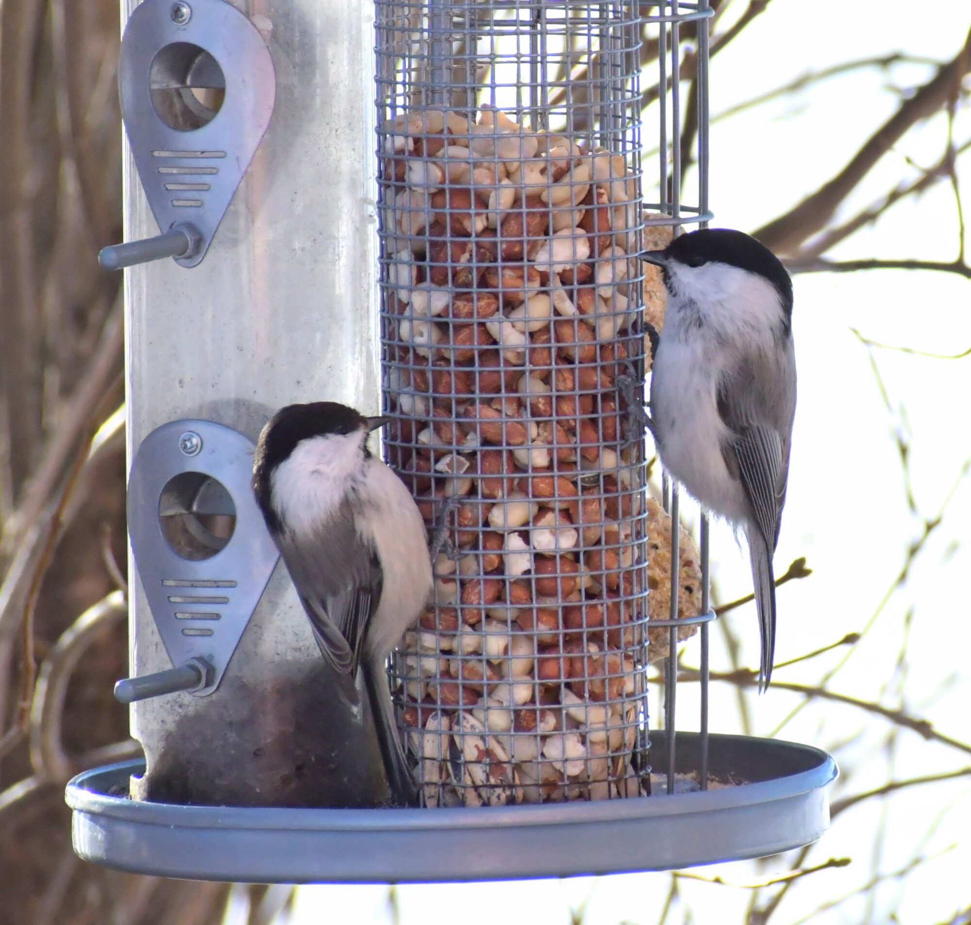 Valokuvaaja: Ritva Pietikäinen