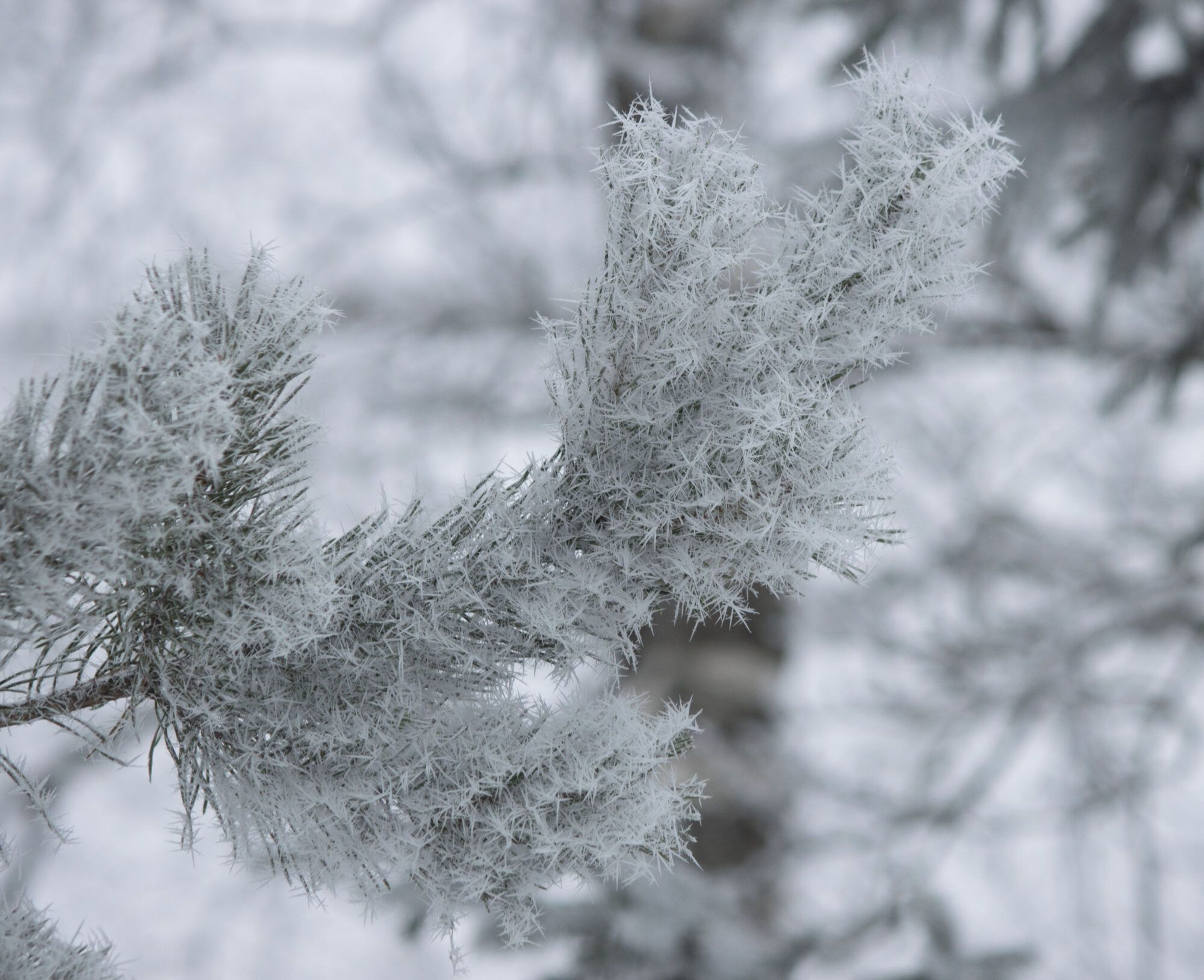Valokuvaaja: Sanna Honkala
