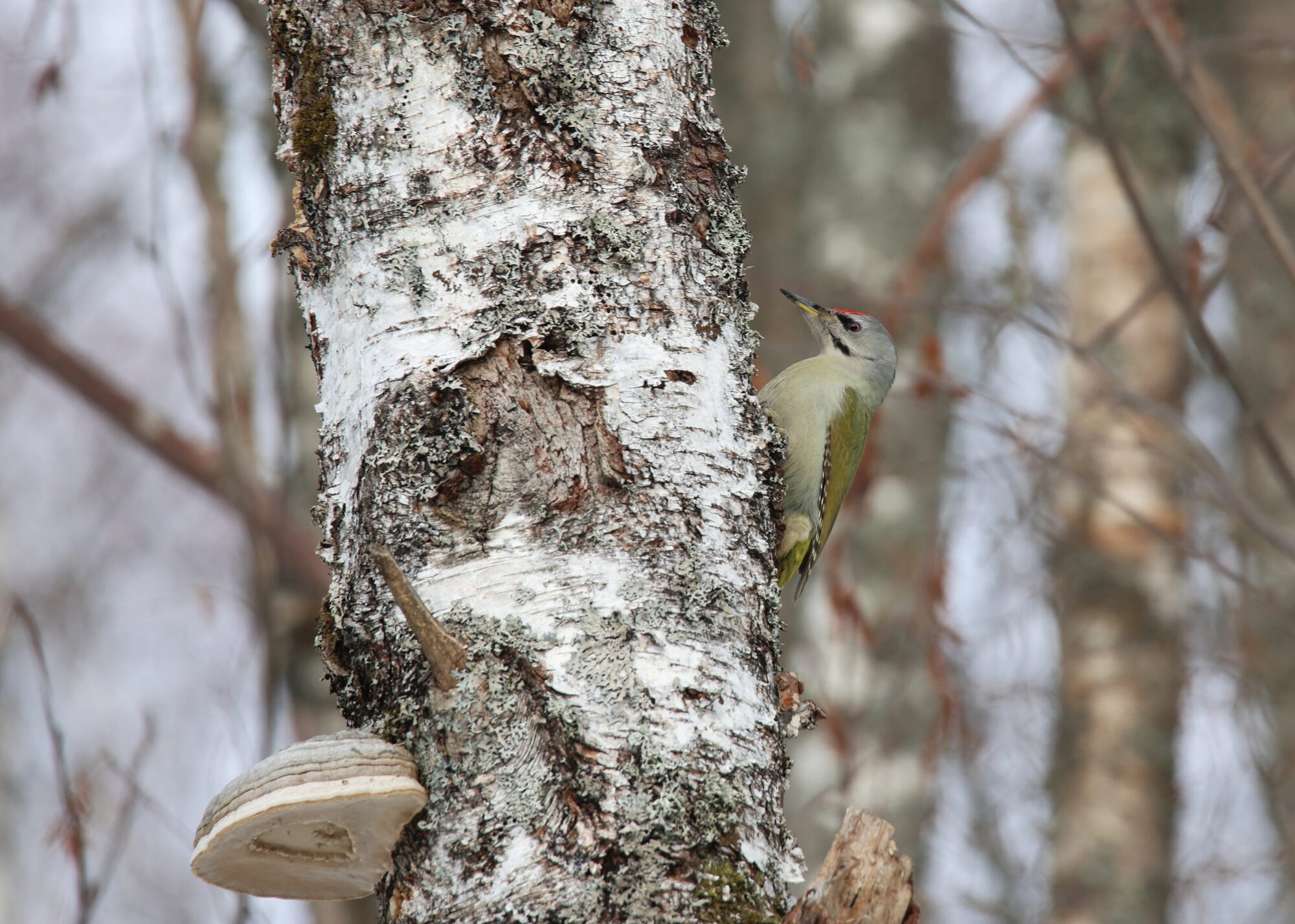 Valokuvaaja: Jaana Saarelainen