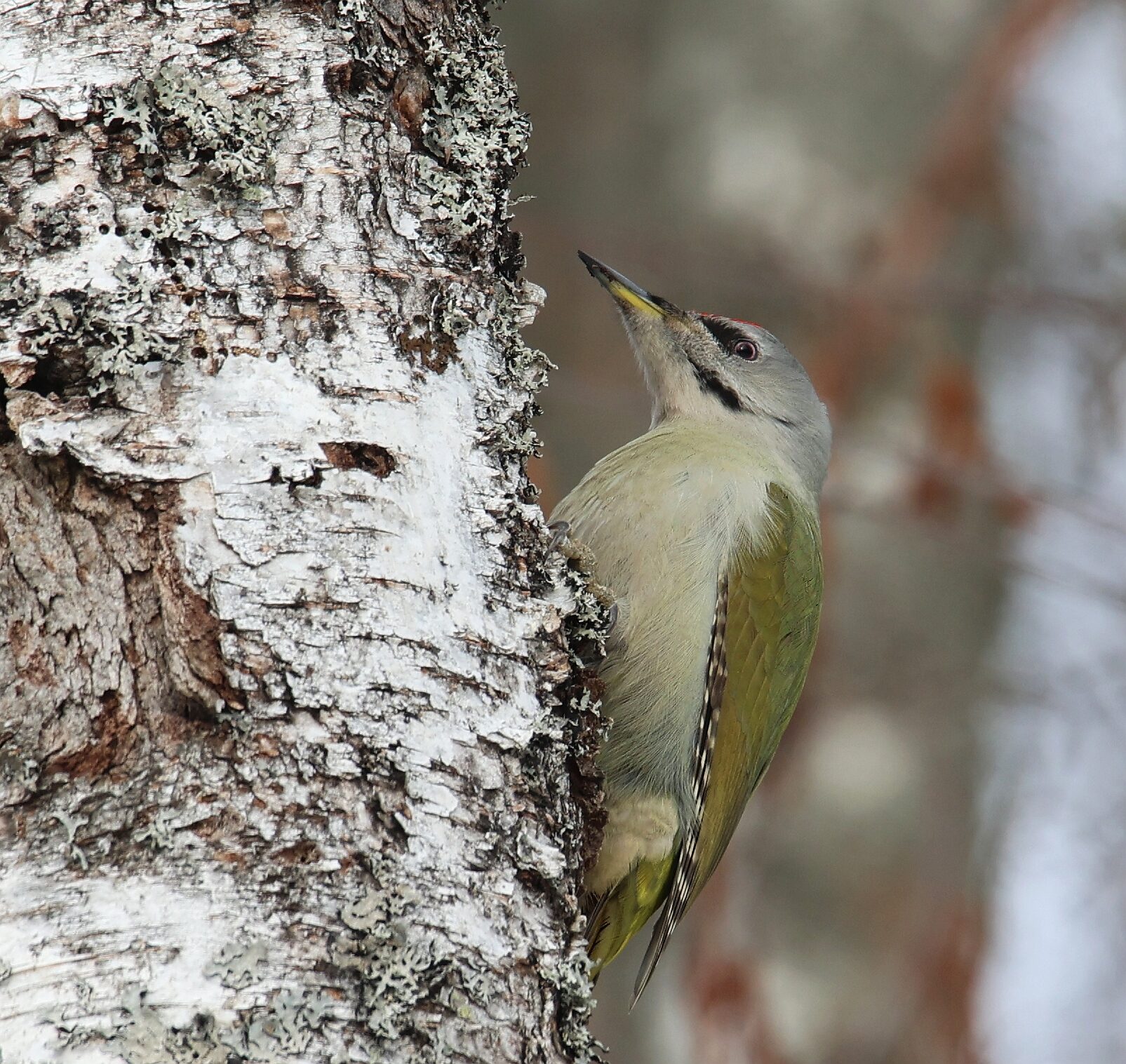 Valokuvaaja: Jaana Saarelainen
