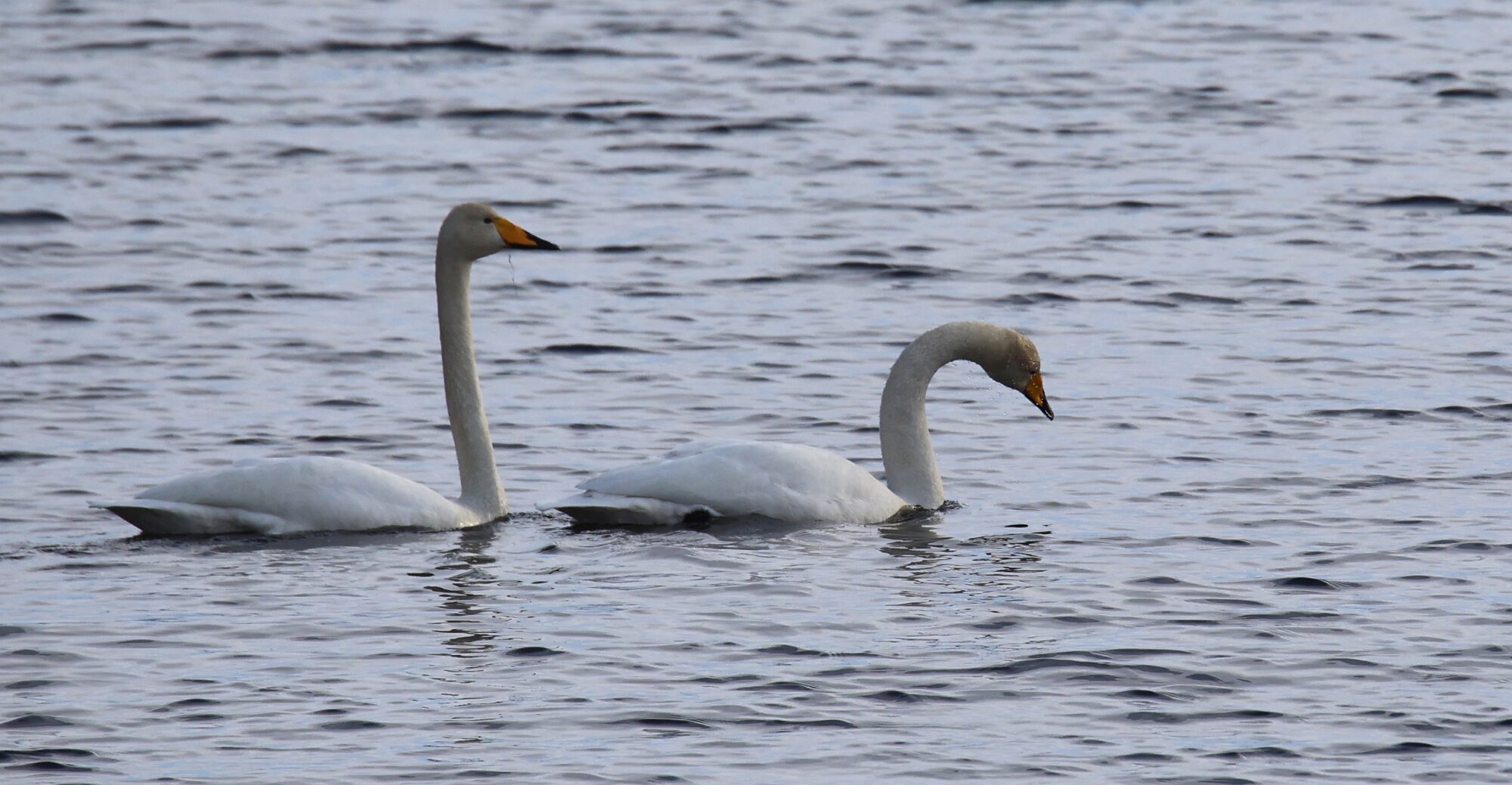 Valokuvaaja: Jaana Saarelainen