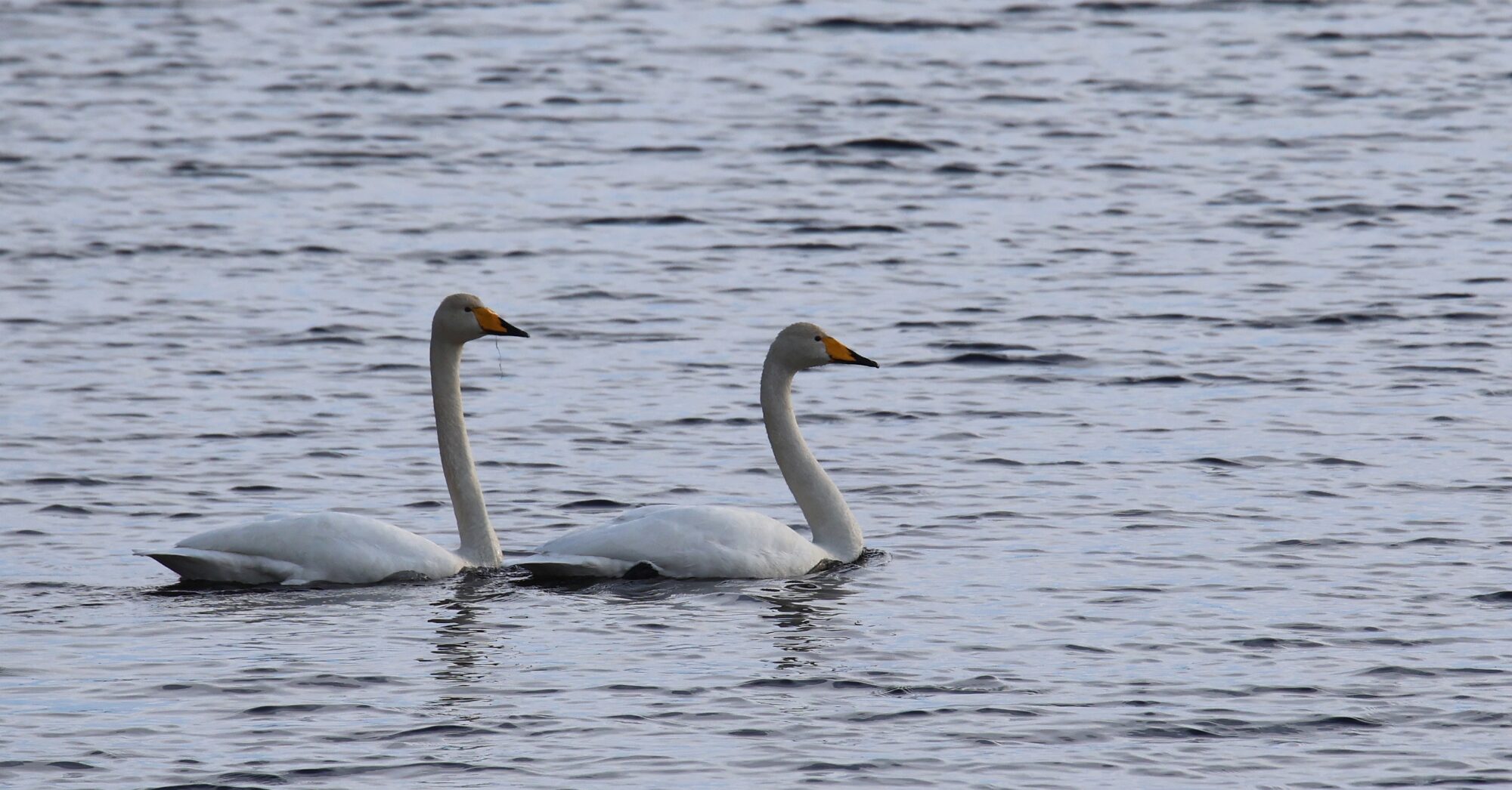 Valokuvaaja: Jaana Saarelainen