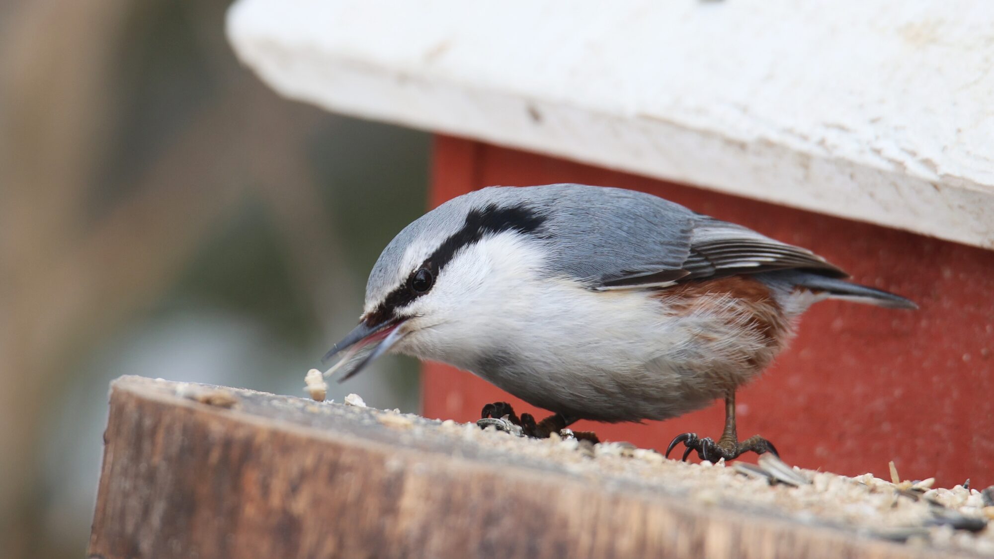 Valokuvaaja: Jaana Saarelainen