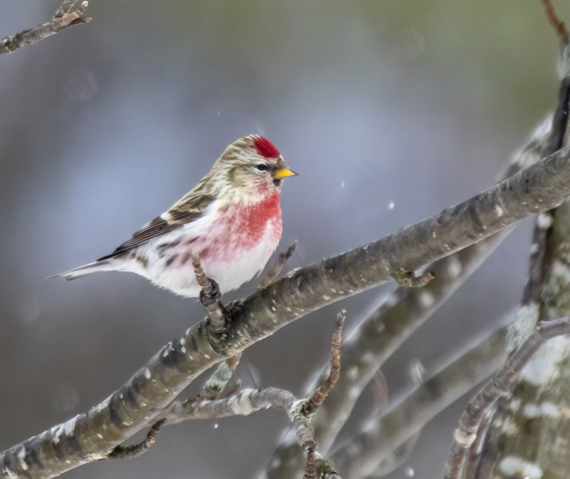 Valokuvaaja: Hannu Tikkanen