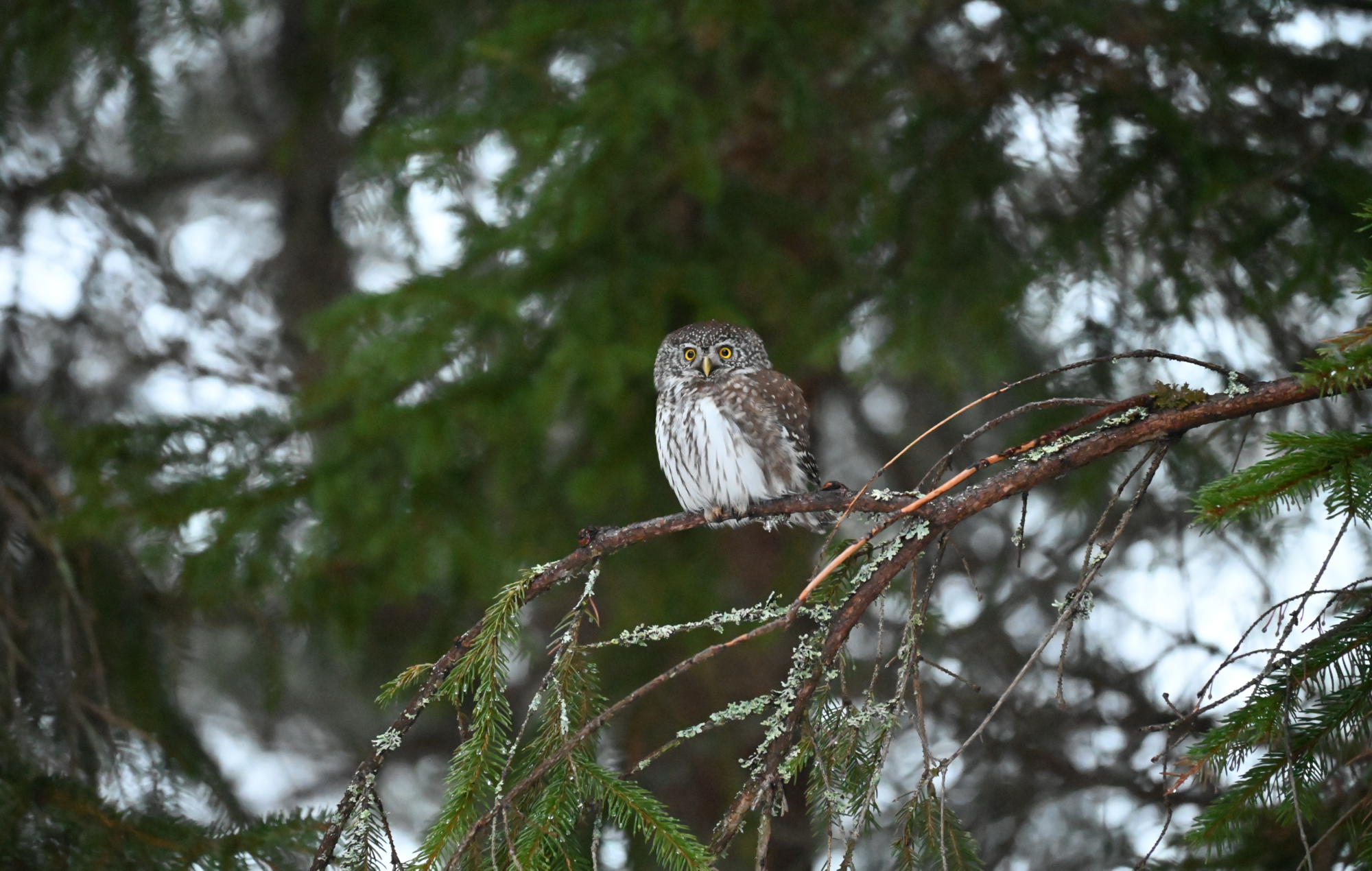 Valokuvaaja: Satu Mielonen