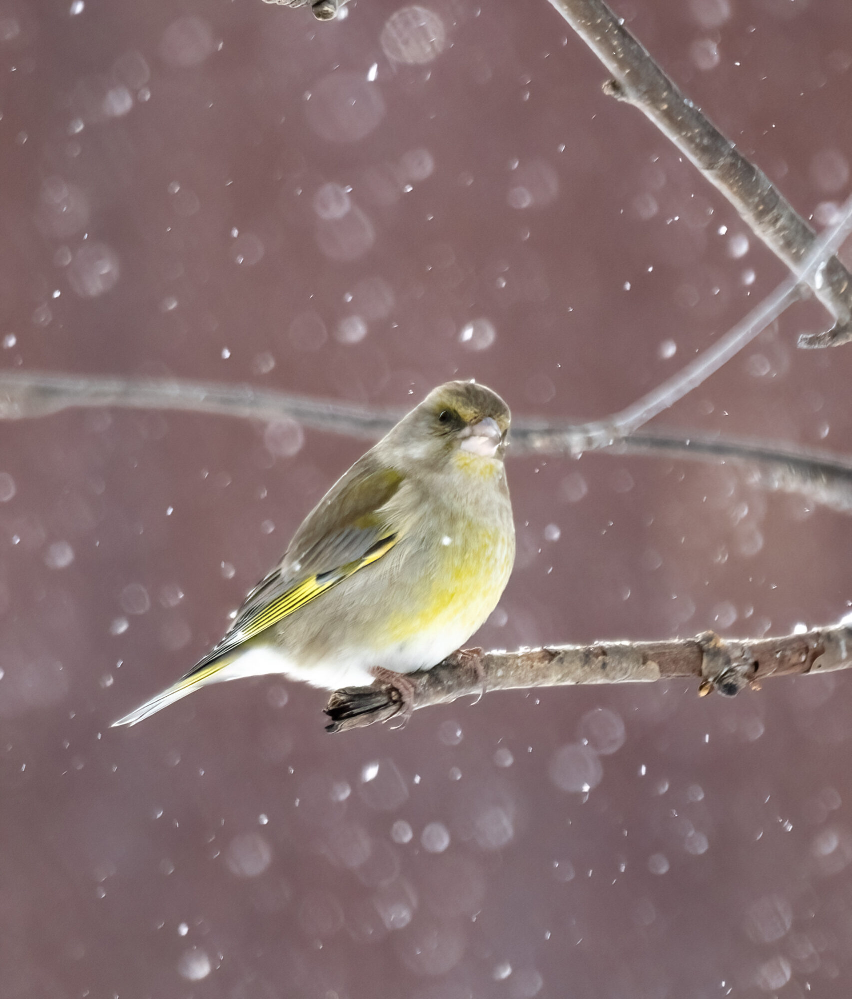Valokuvaaja: Hannu Tikkanen