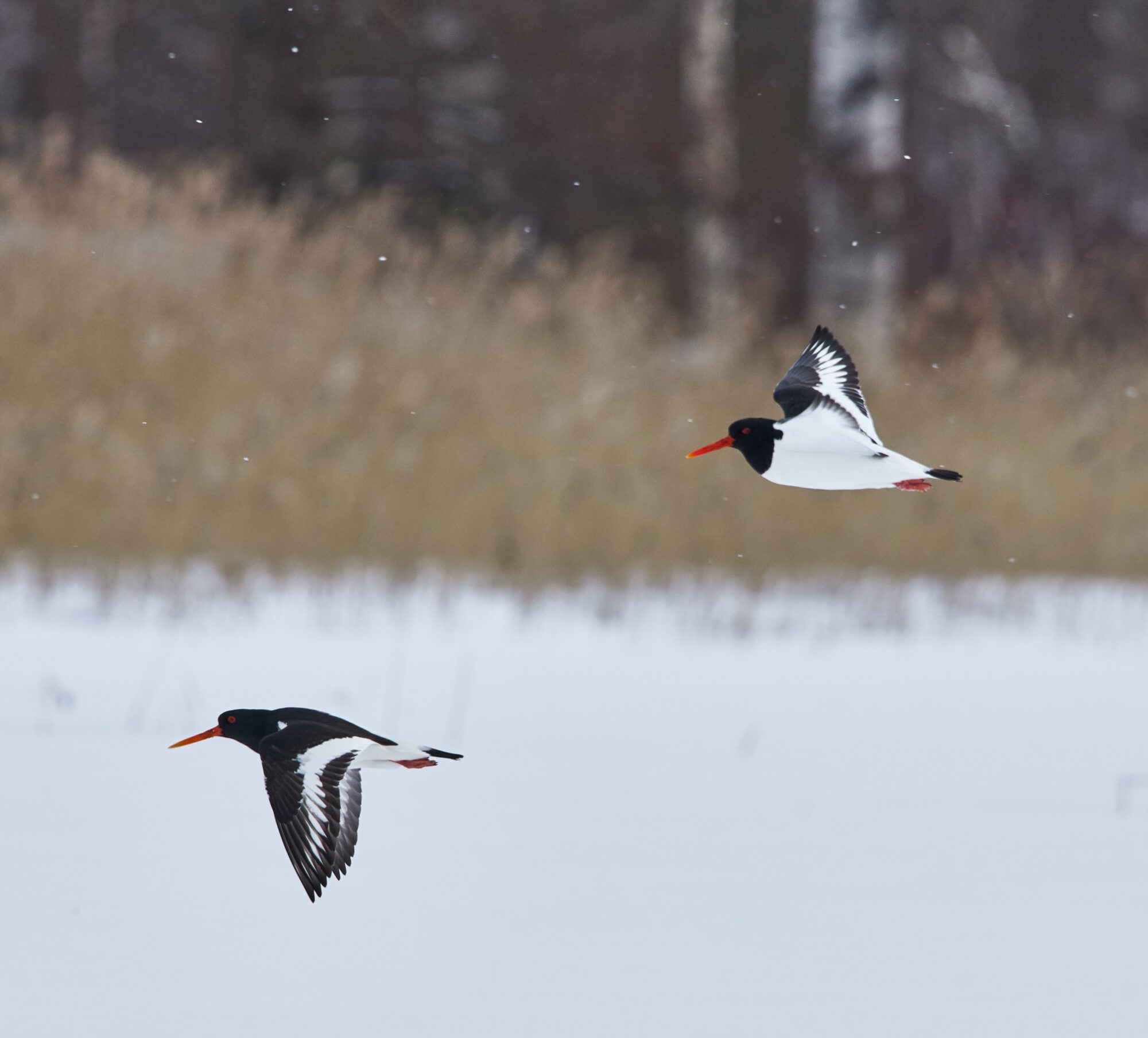 Valokuvaaja: Tarja Kouvo