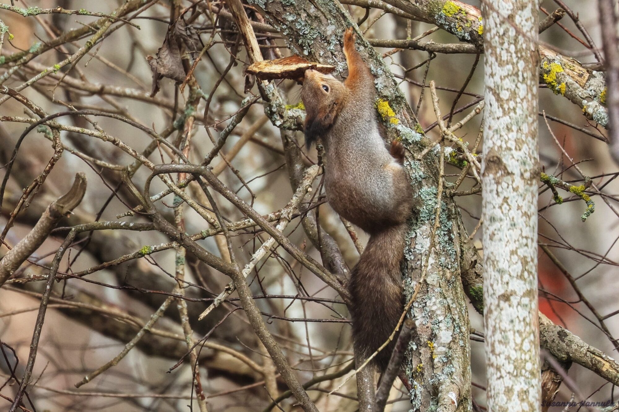 Valokuvaaja: Susanna Hannula