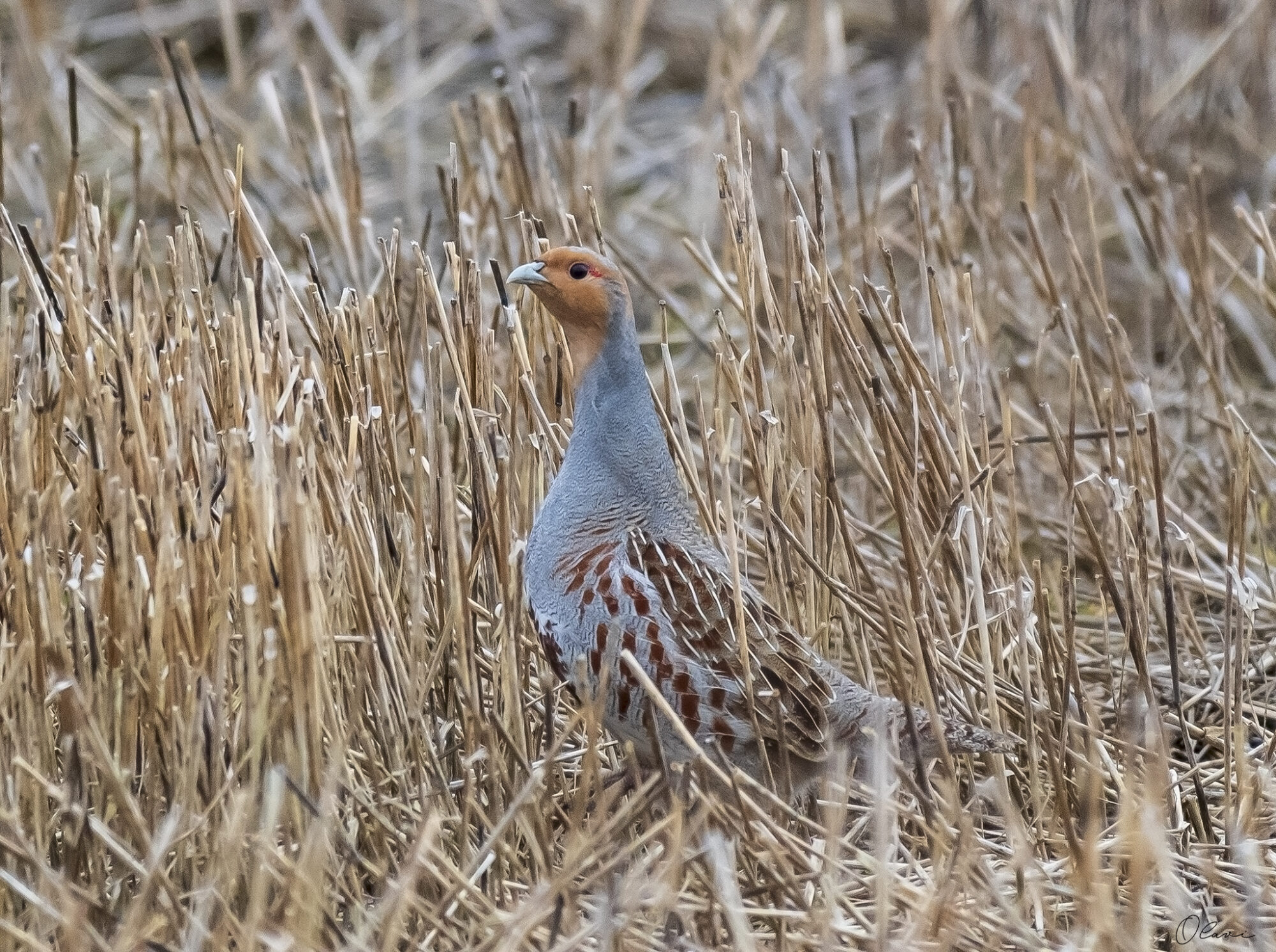 Valokuvaaja: Olavi Kangas