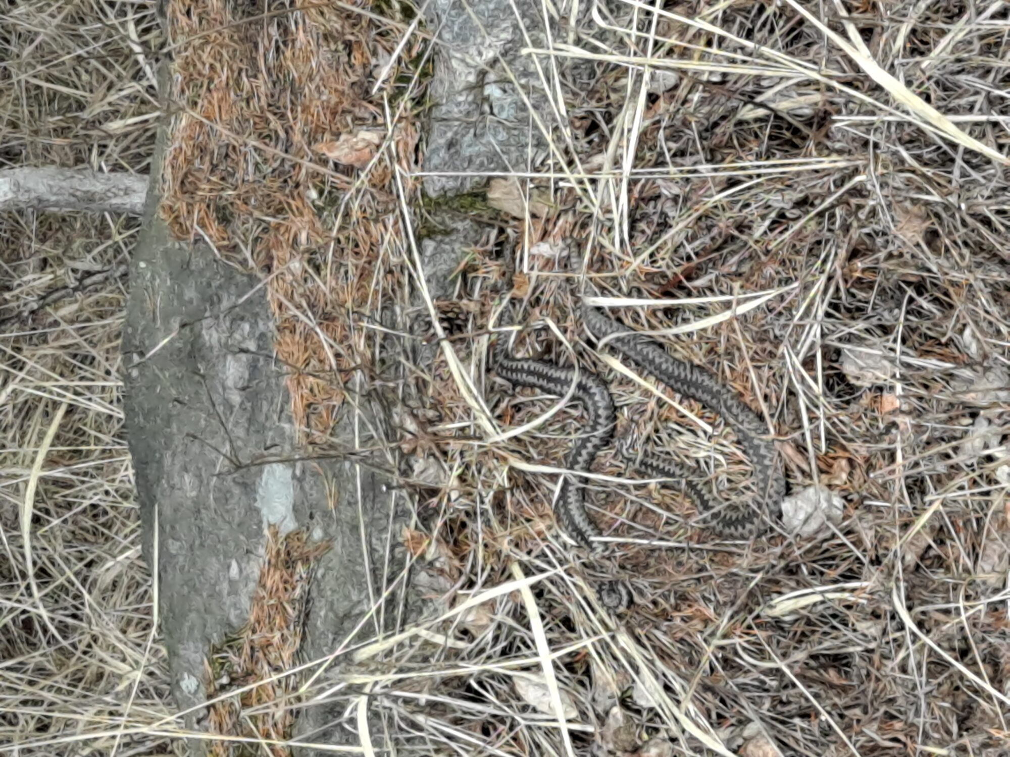 Valokuvaaja: Satu Suuntala