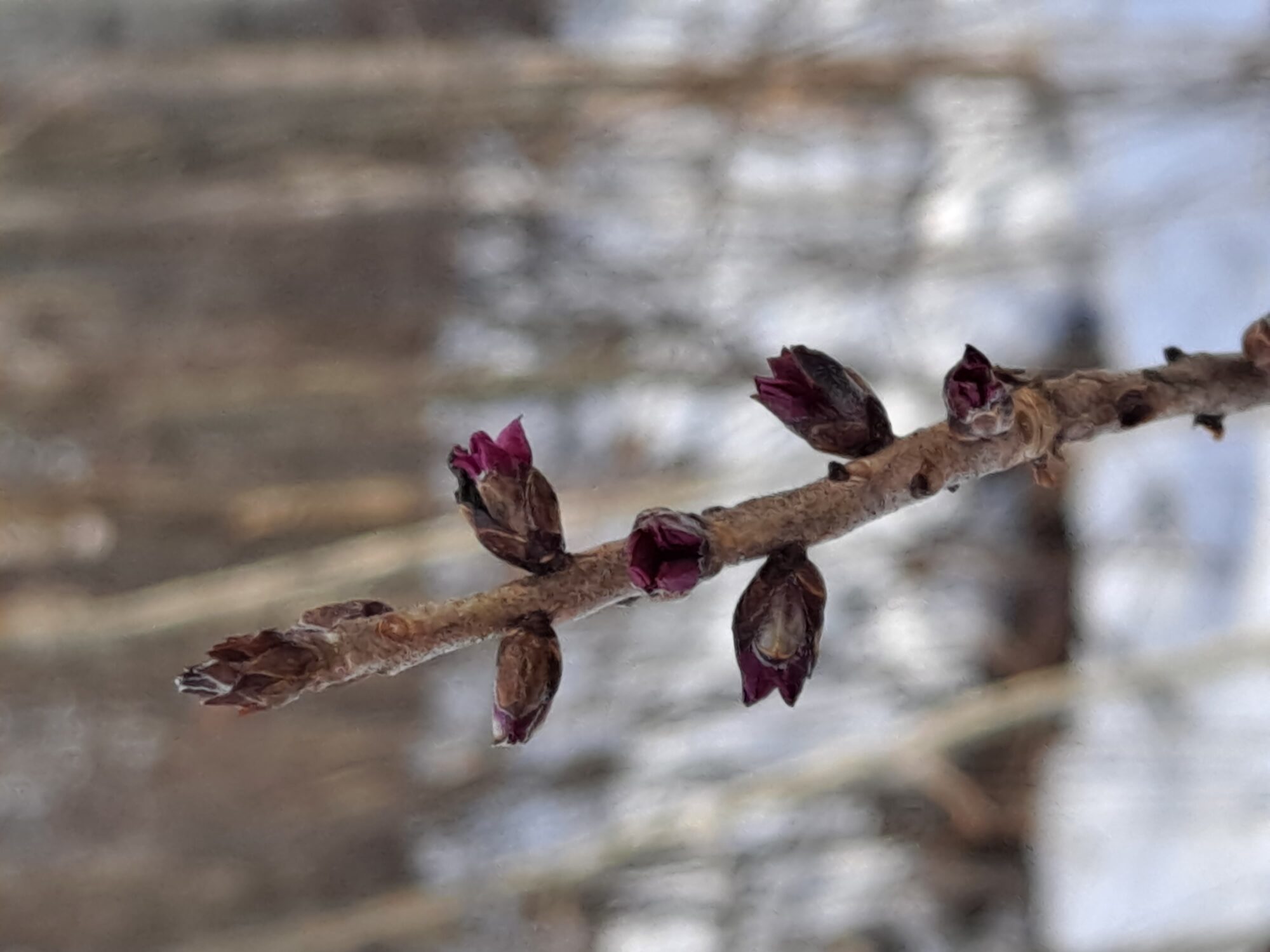 Valokuvaaja: Satu Suuntala
