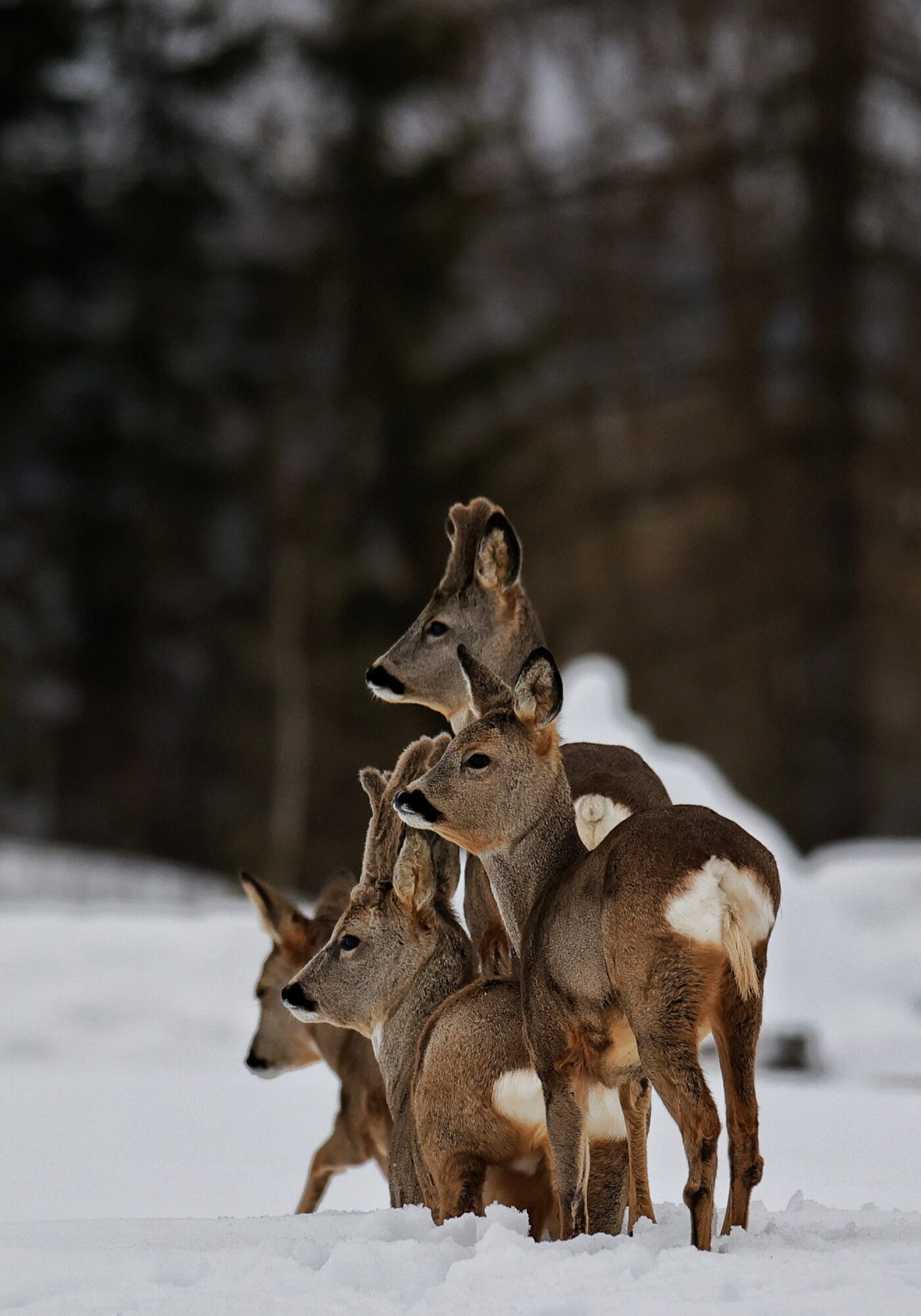 Valokuvaaja: Timo Lappalainen