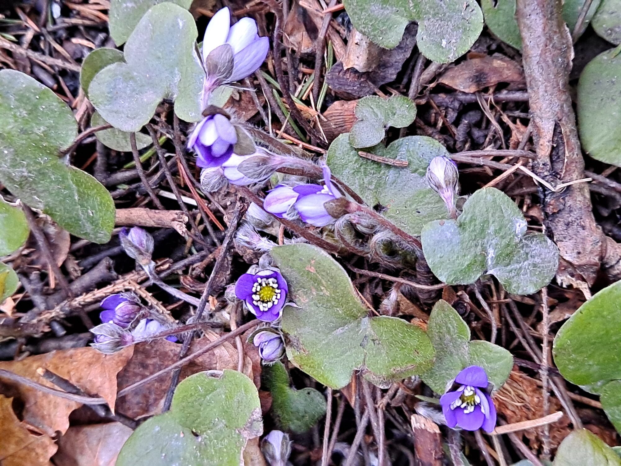 Valokuvaaja: Satu Suuntala Valokuvaaja: Satu Suuntala