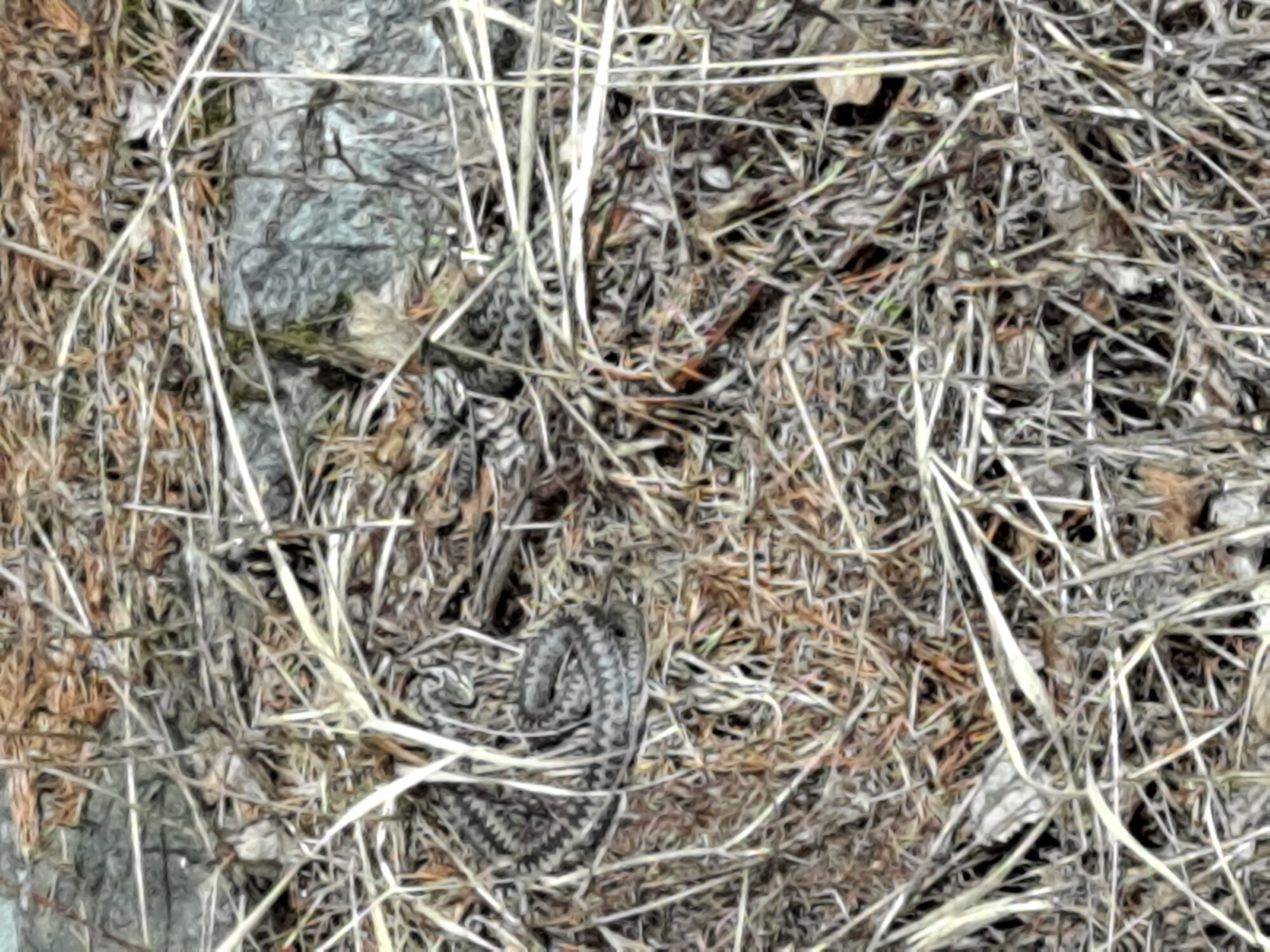 Valokuvaaja: Satu Suuntala