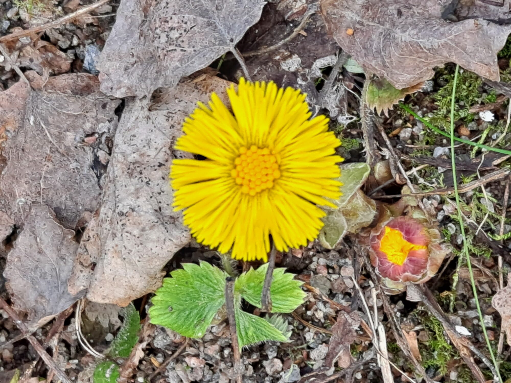 Valokuvaaja: Satu Suuntala