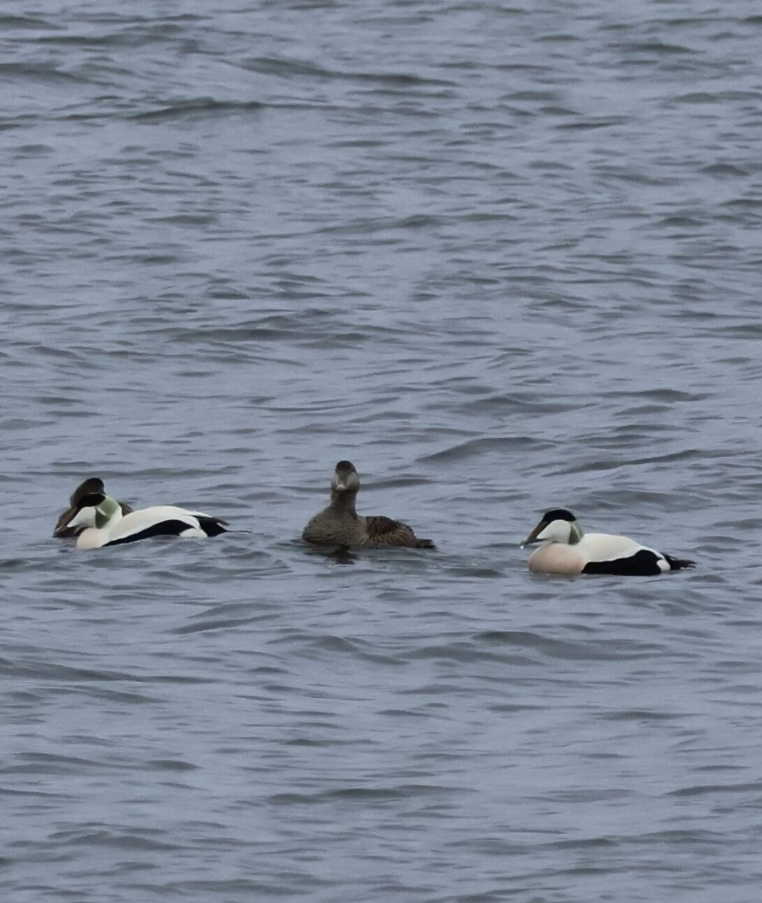 Valokuvaaja: Hanna Rönty