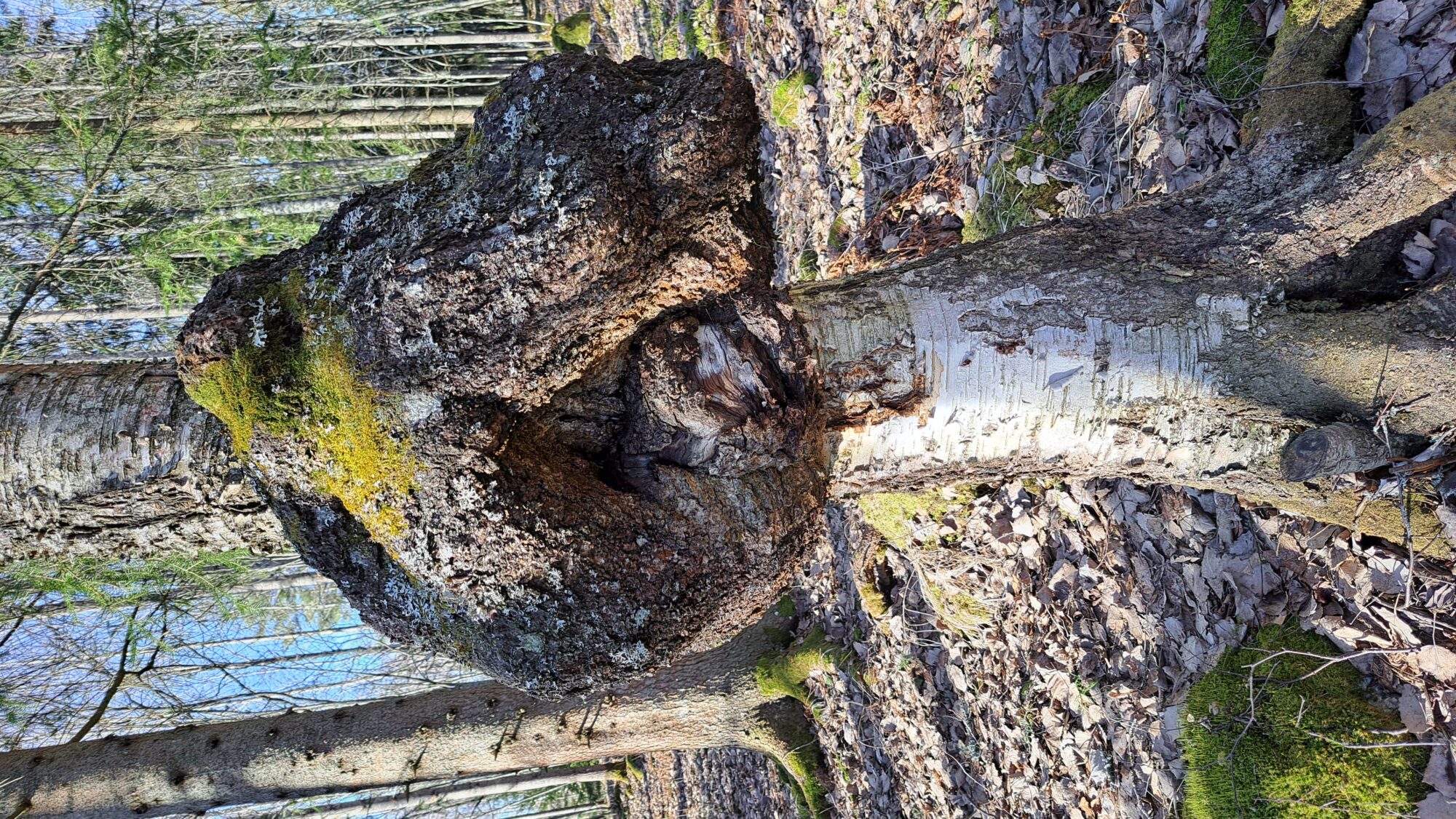 Valokuvaaja: Irja Lehtinen