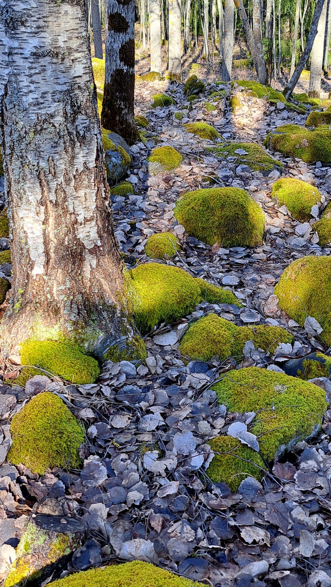 Valokuvaaja: Irja Lehtinen Valokuvaaja: Irja Lehtinen