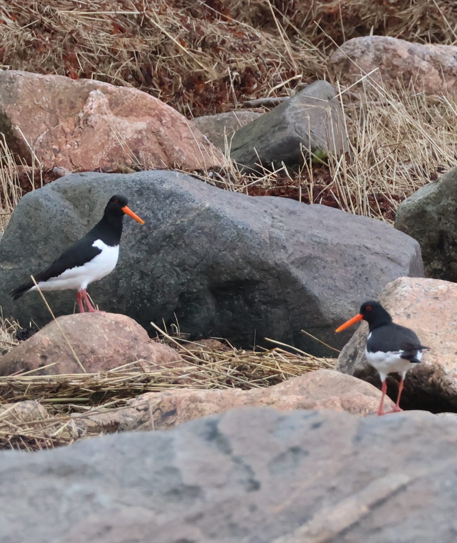Valokuvaaja: Hanna Rönty