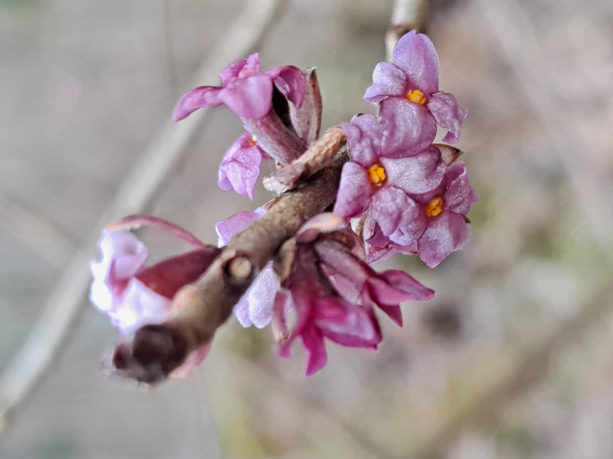 Valokuvaaja: Satu Suuntala