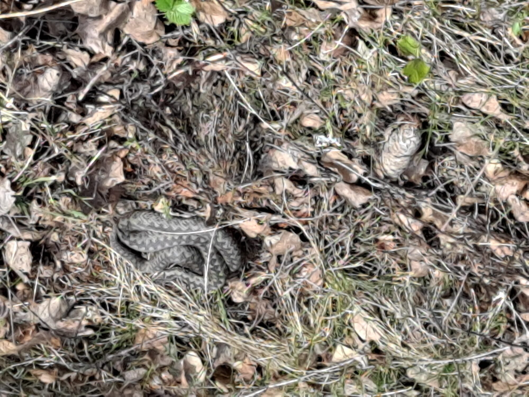 Valokuvaaja: Satu Suuntala